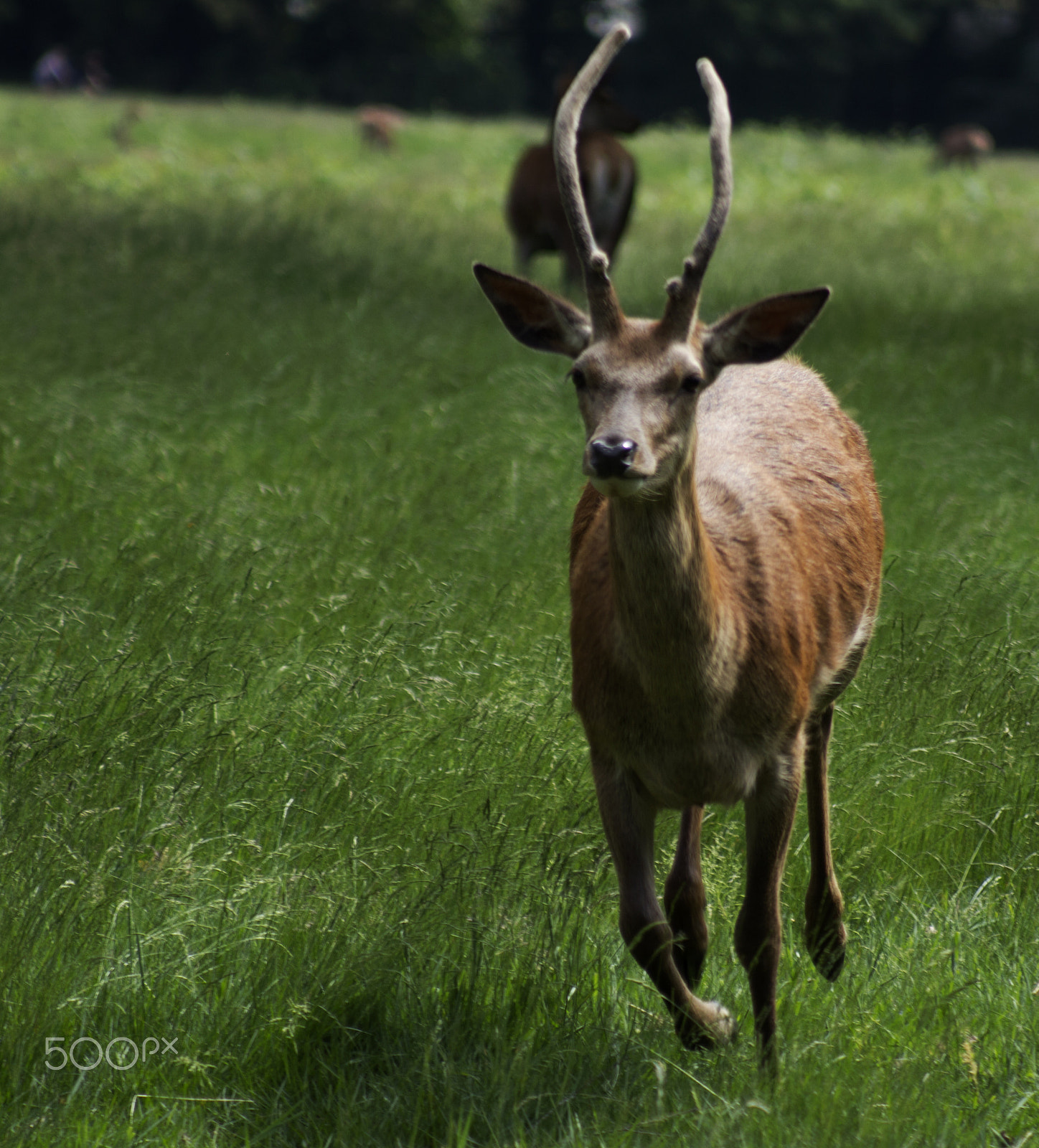 Canon EF 80-200mm F4.5-5.6 II sample photo. Running stag photography