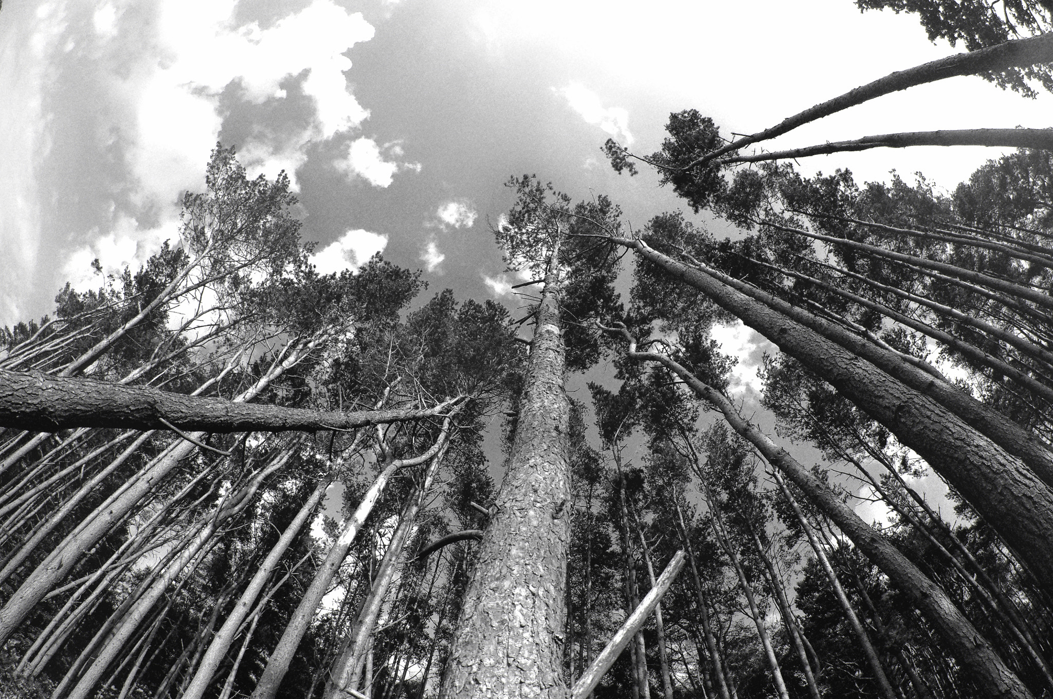 Pentax K-x sample photo. The pines photography