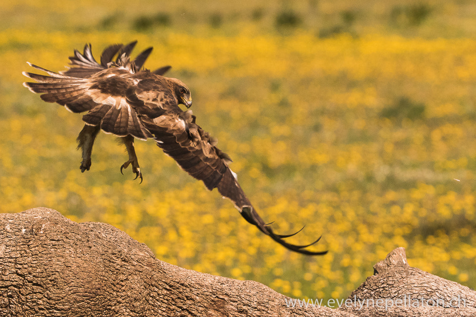 Canon EF 200-400mm F4L IS USM Extender 1.4x sample photo. Envol photography