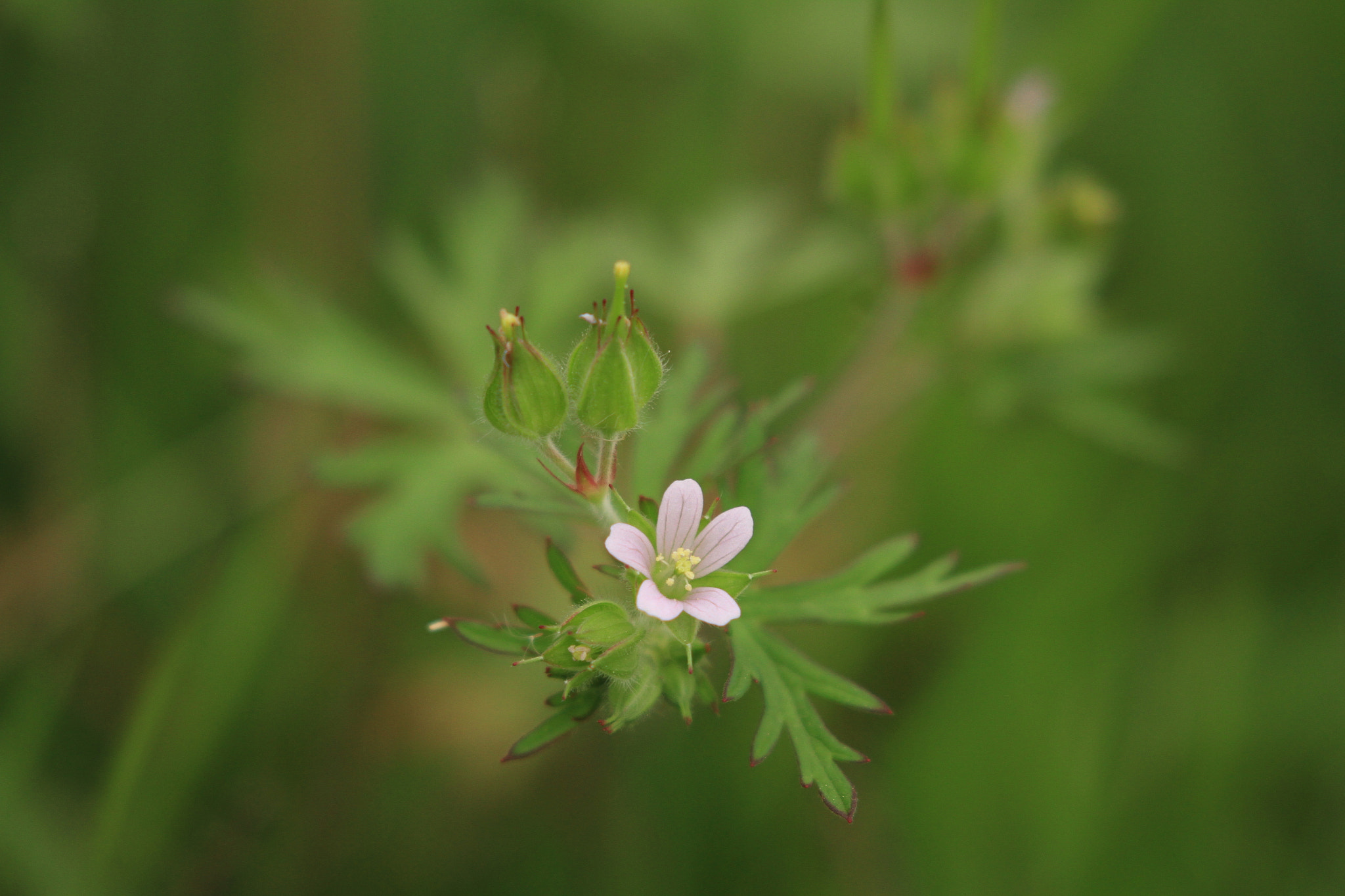 Canon EOS 7D + Canon EF 100-400mm F4.5-5.6L IS II USM sample photo. 野の花 photography