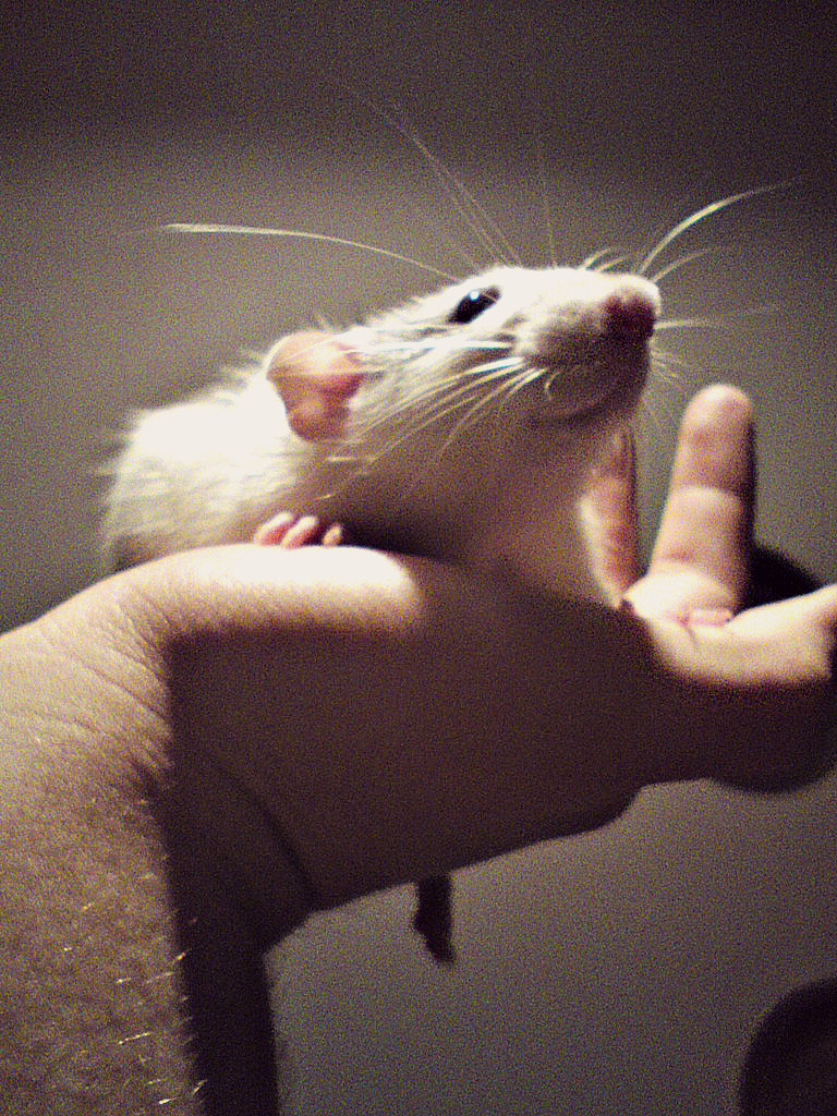 Sony Ericsson W995 sample photo. Little friend photography