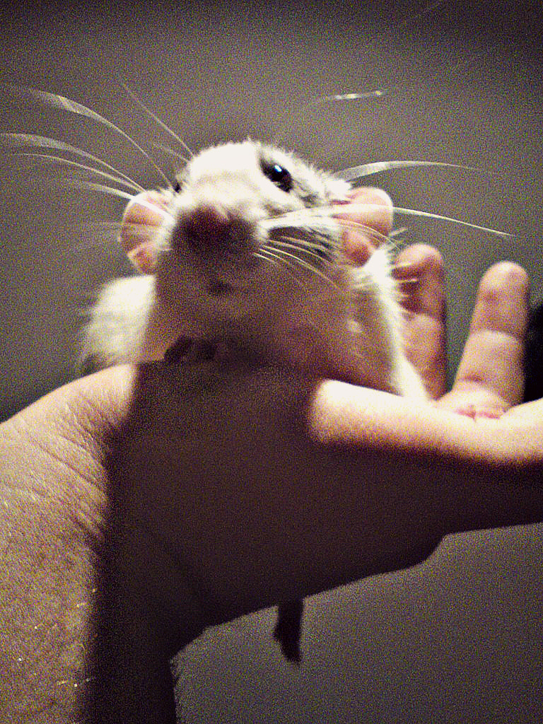 Sony Ericsson W995 sample photo. Little friend photography