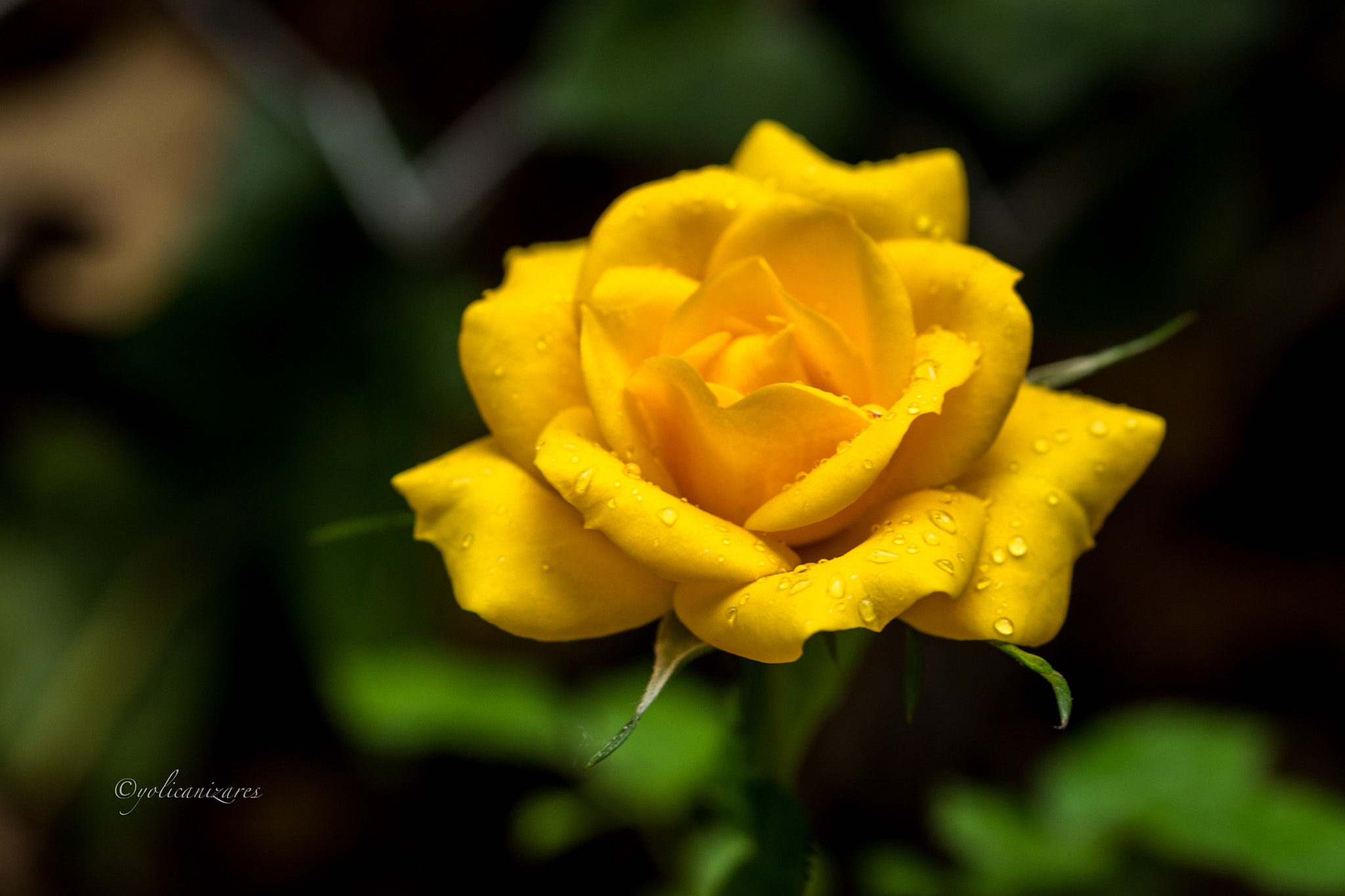 Panasonic Lumix G 42.5mm F1.7 ASPH Power OIS sample photo. Rosa photography