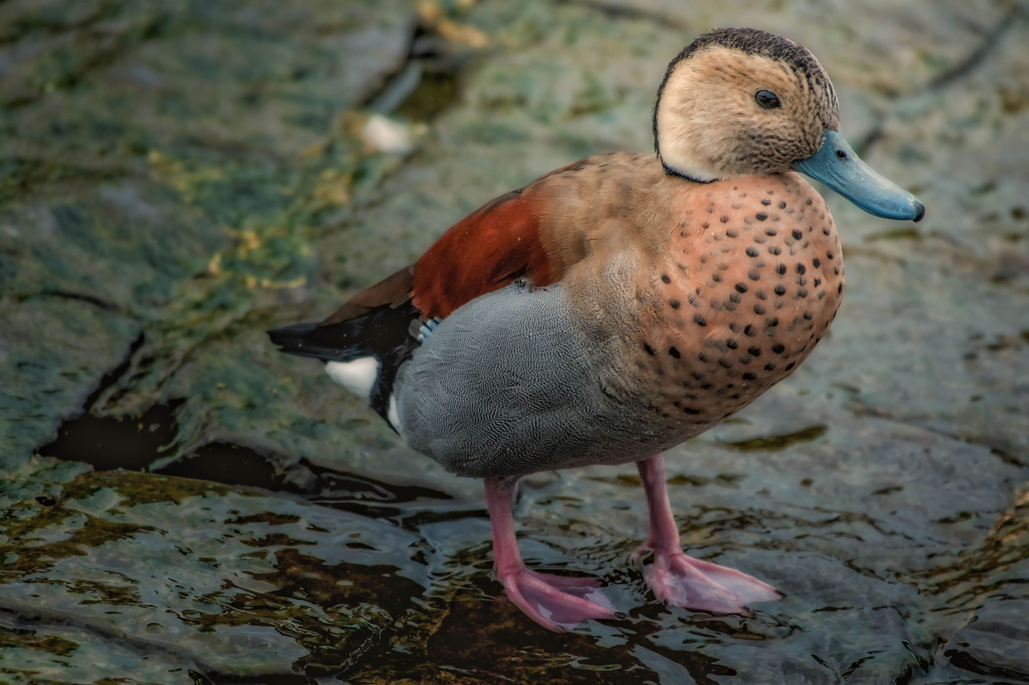 Nikon D3X sample photo. Hometown wigeon photography