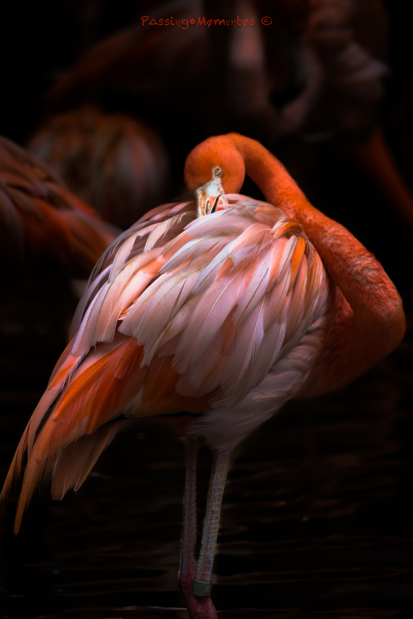 Sony a7R II + 150-600mm F5-6.3 DG OS HSM | Sports 014 sample photo. Flamingo at the park photography