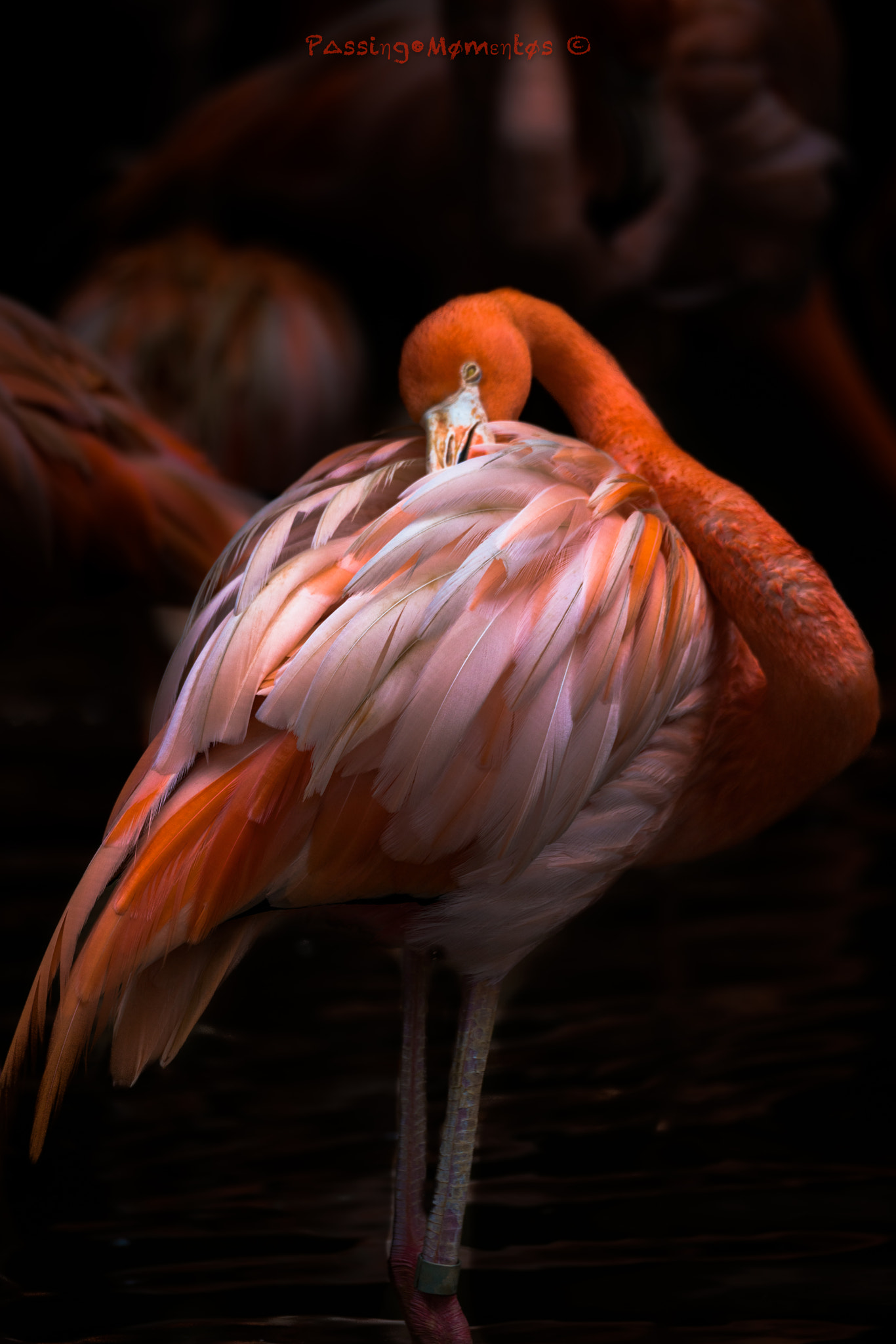 150-600mm F5-6.3 DG OS HSM | Sports 014 sample photo. Flamingo at the park photography