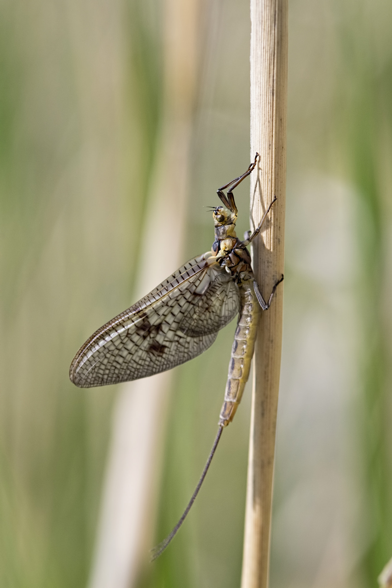 Canon EF 100mm F2.8 Macro USM sample photo. Mayfly photography