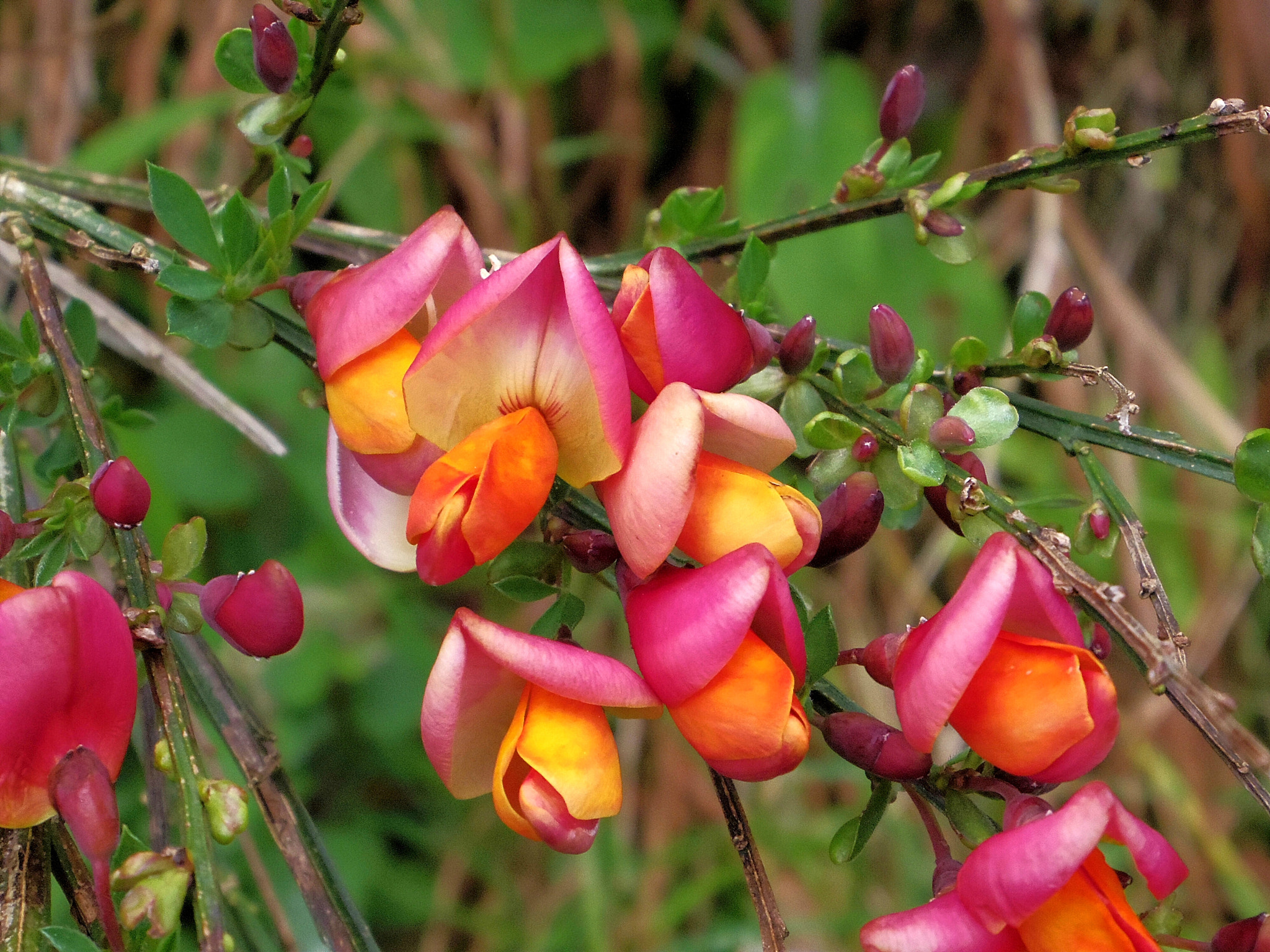 Pentax Q sample photo. Orange broom flower, possible garden escape but growing wild along the shore in kintyre photography