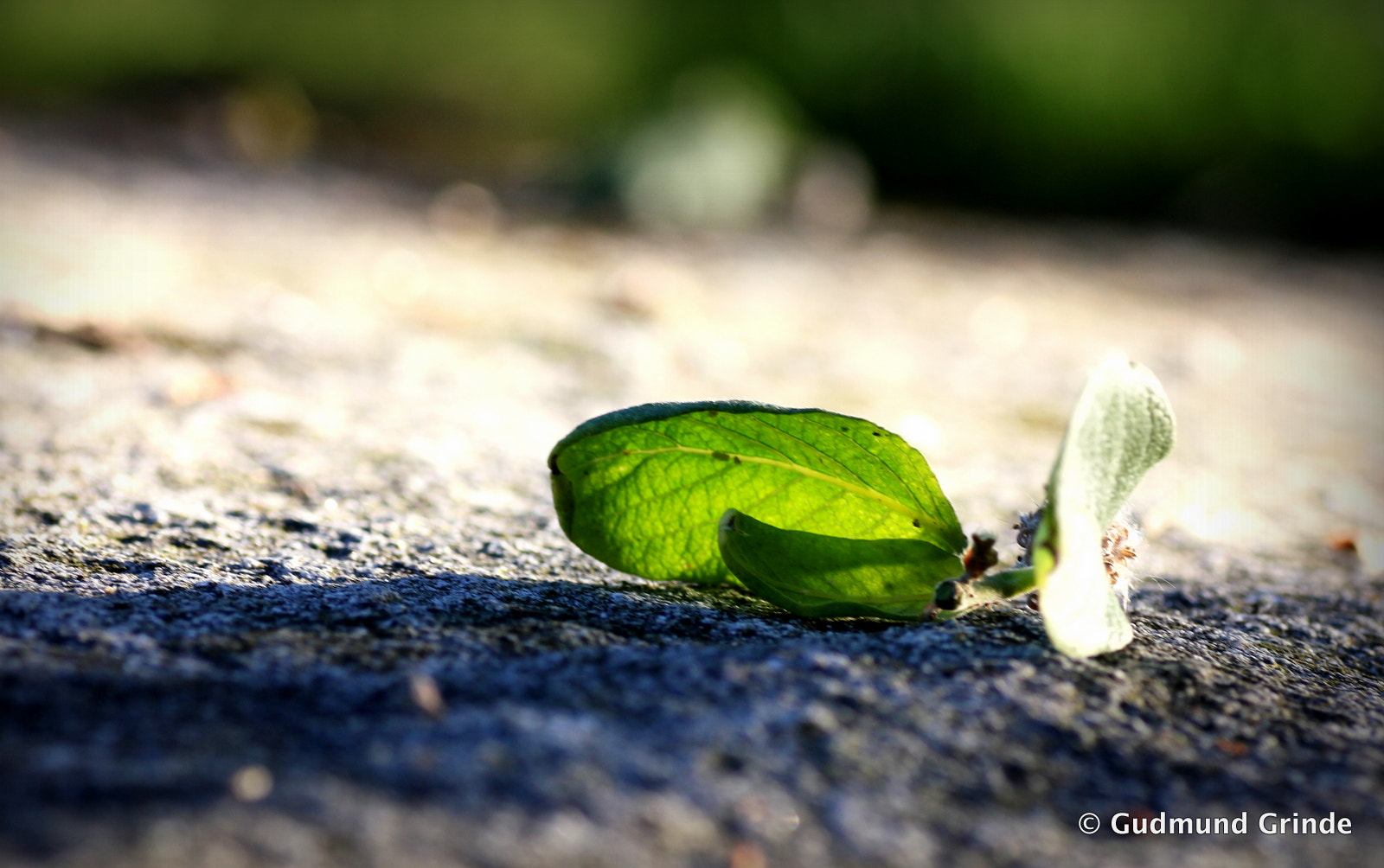 Canon EOS 550D (EOS Rebel T2i / EOS Kiss X4) + Tamron SP AF 90mm F2.8 Di Macro sample photo. Litlle green thing photography
