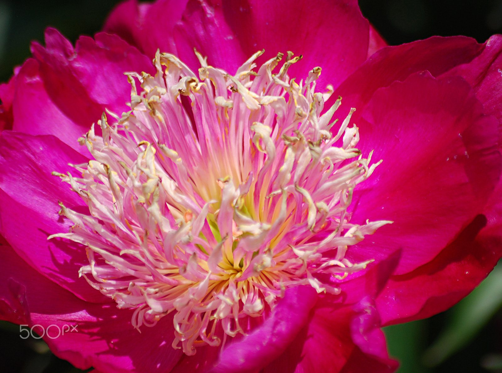 Sigma 70-300mm F4-5.6 APO DG Macro sample photo. Peony 20160527_77 photography