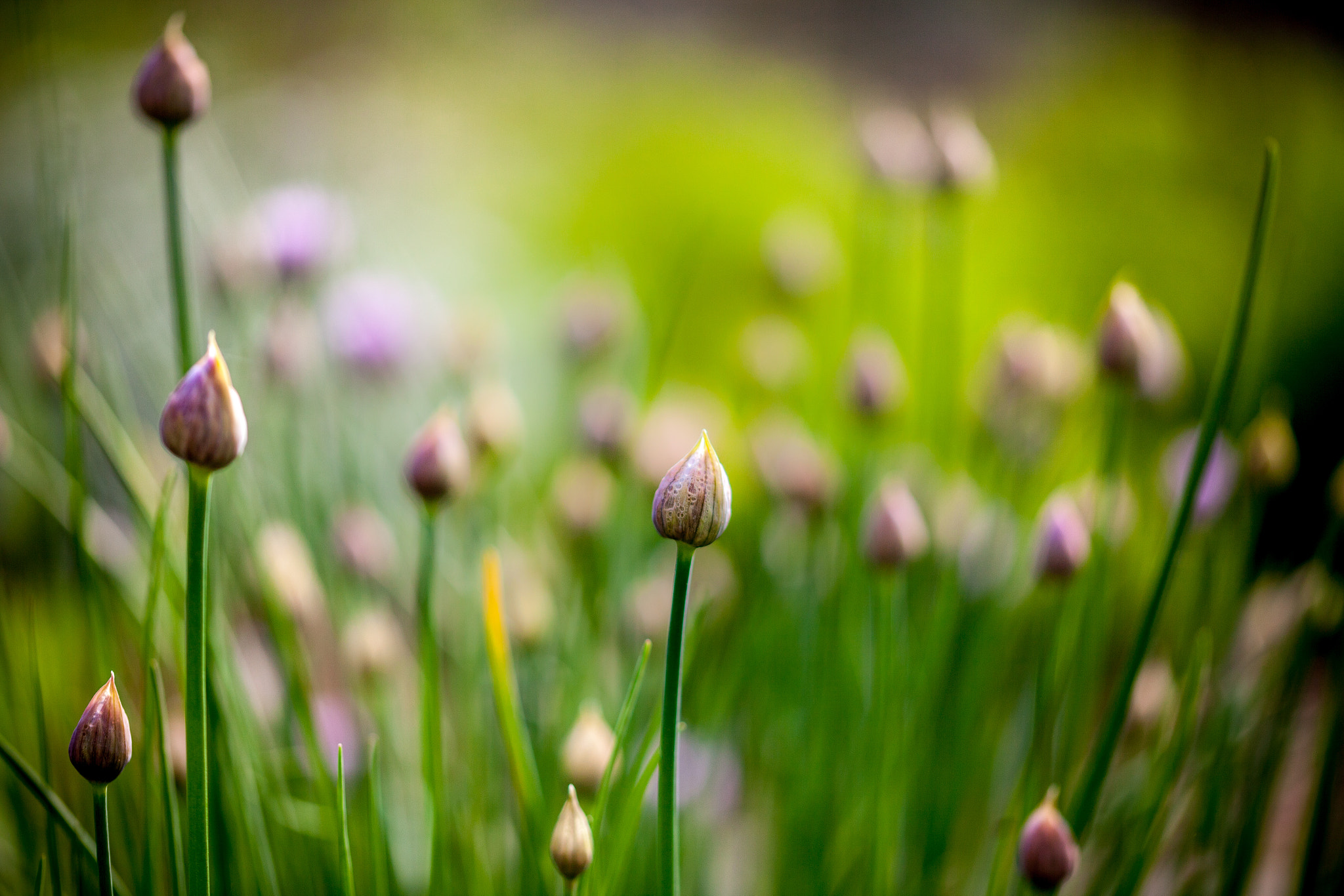 Sigma 105mm F2.8 EX DG OS HSM sample photo. 001/365: chives photography