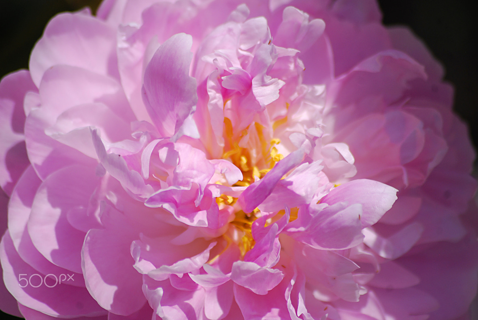 Sigma 70-300mm F4-5.6 APO DG Macro sample photo. Peony 20160527_80 photography