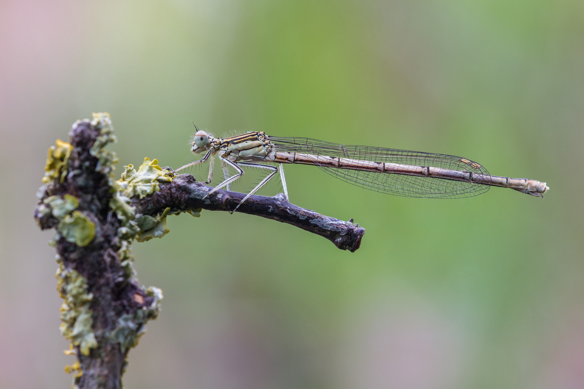 Tamron SP AF 180mm F3.5 Di LD (IF) Macro sample photo. La timoniera photography