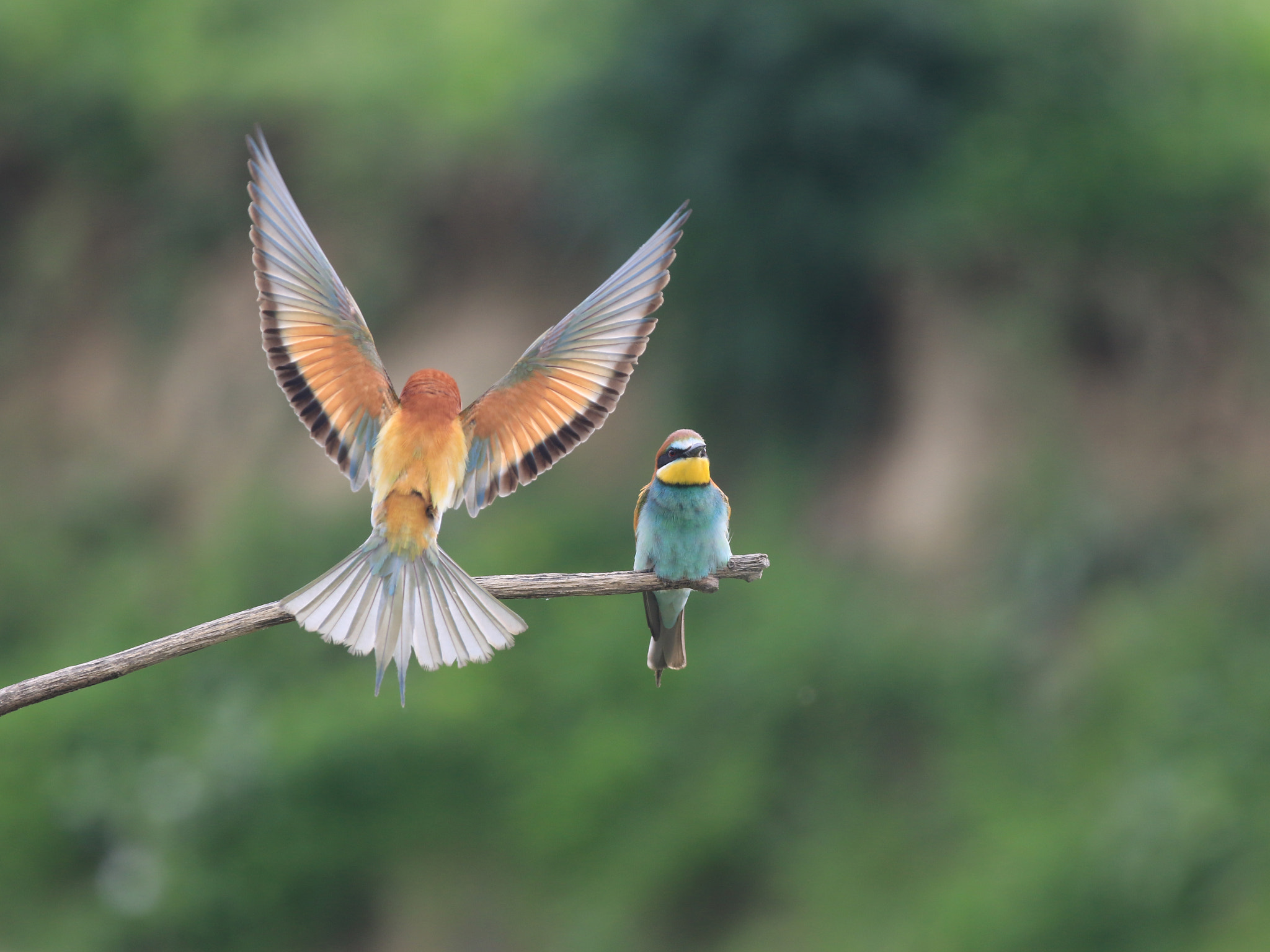 Canon EF 70-200mm F2.8L IS II USM sample photo. Bee-eaters photography