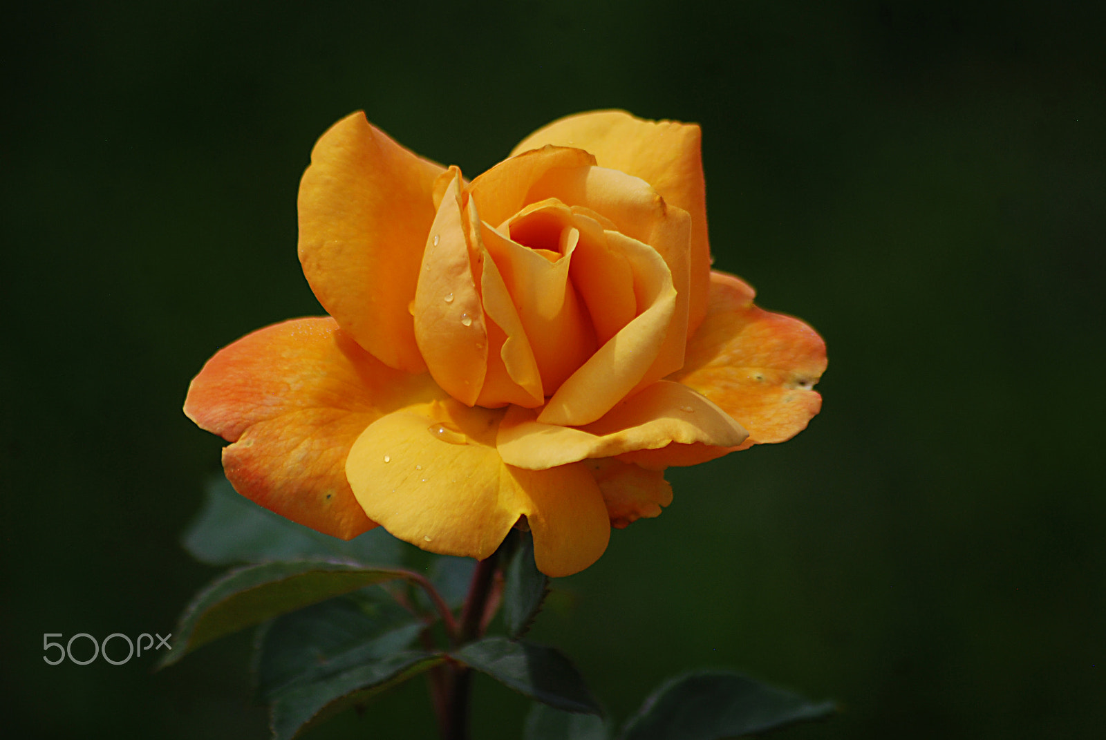 Sigma 70-300mm F4-5.6 APO DG Macro sample photo. Rose 20160603_193 photography