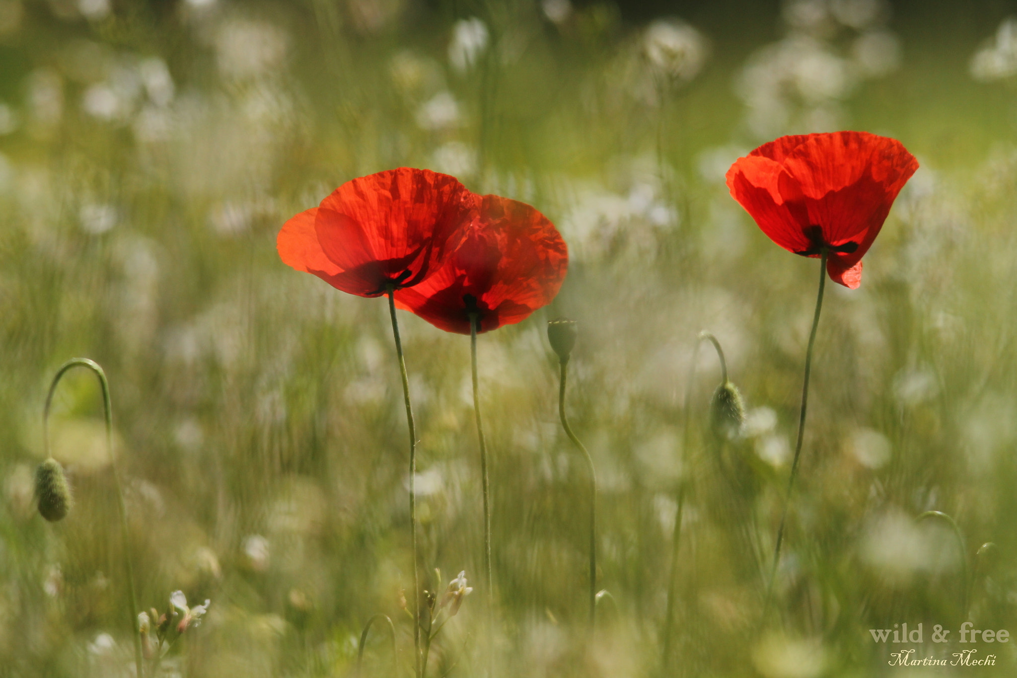 Sigma 150-500mm F5-6.3 DG OS HSM sample photo. *sway in the wind i* photography