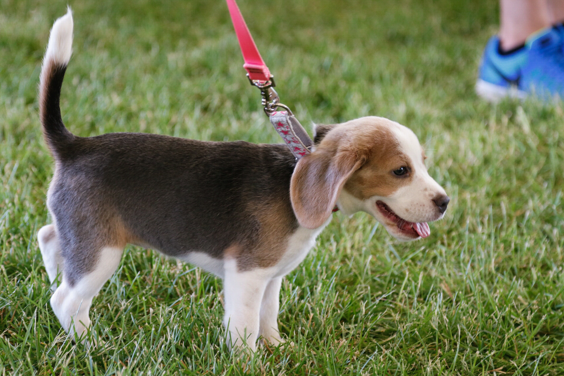 Canon EOS 750D (EOS Rebel T6i / EOS Kiss X8i) sample photo. Beagle baby photography