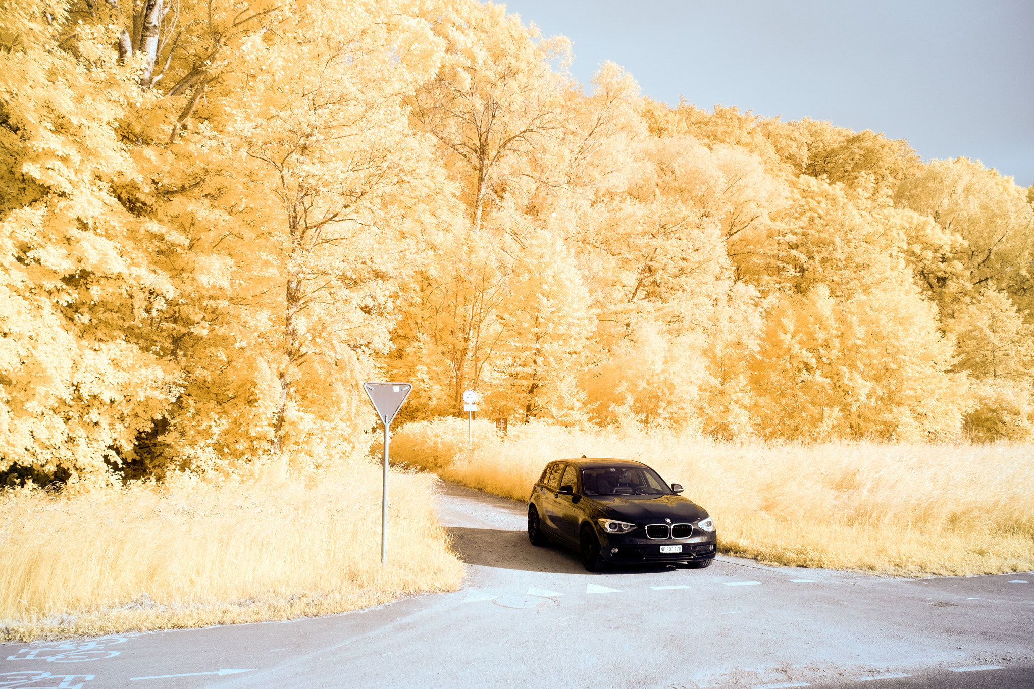 Fujifilm X-E1 + Fujifilm XF 18-135mm F3.5-5.6 R LM OIS WR sample photo. ...fromthegoldenforest... photography