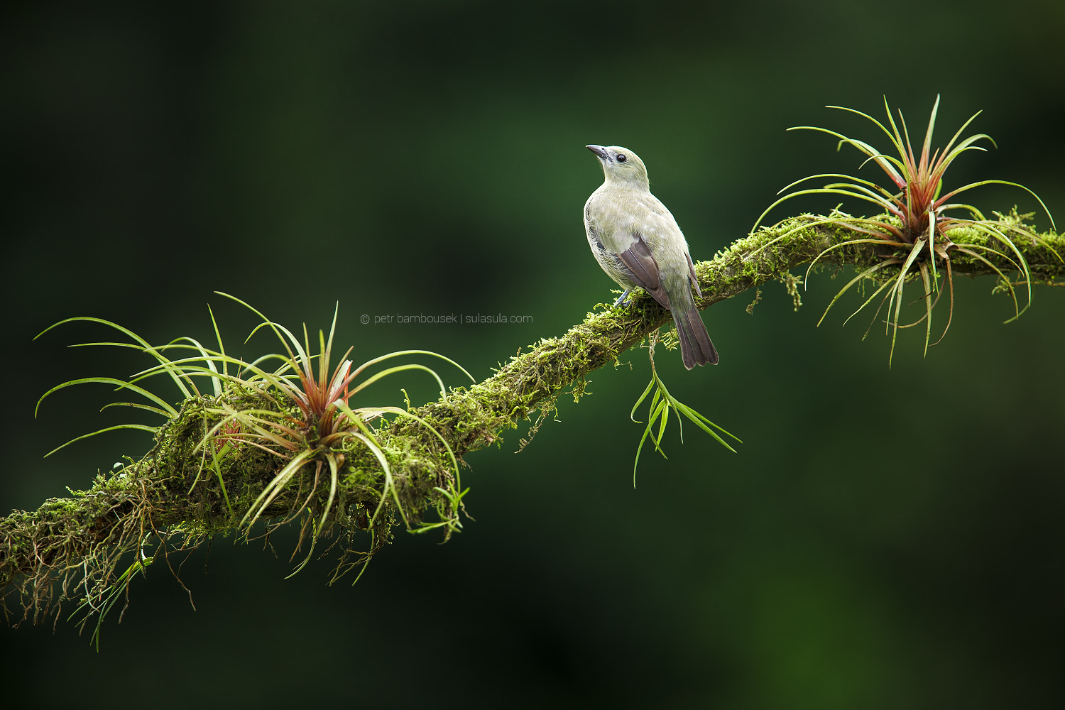 Canon EF 300mm F2.8L IS USM sample photo. Palm tanager | costa rica photography