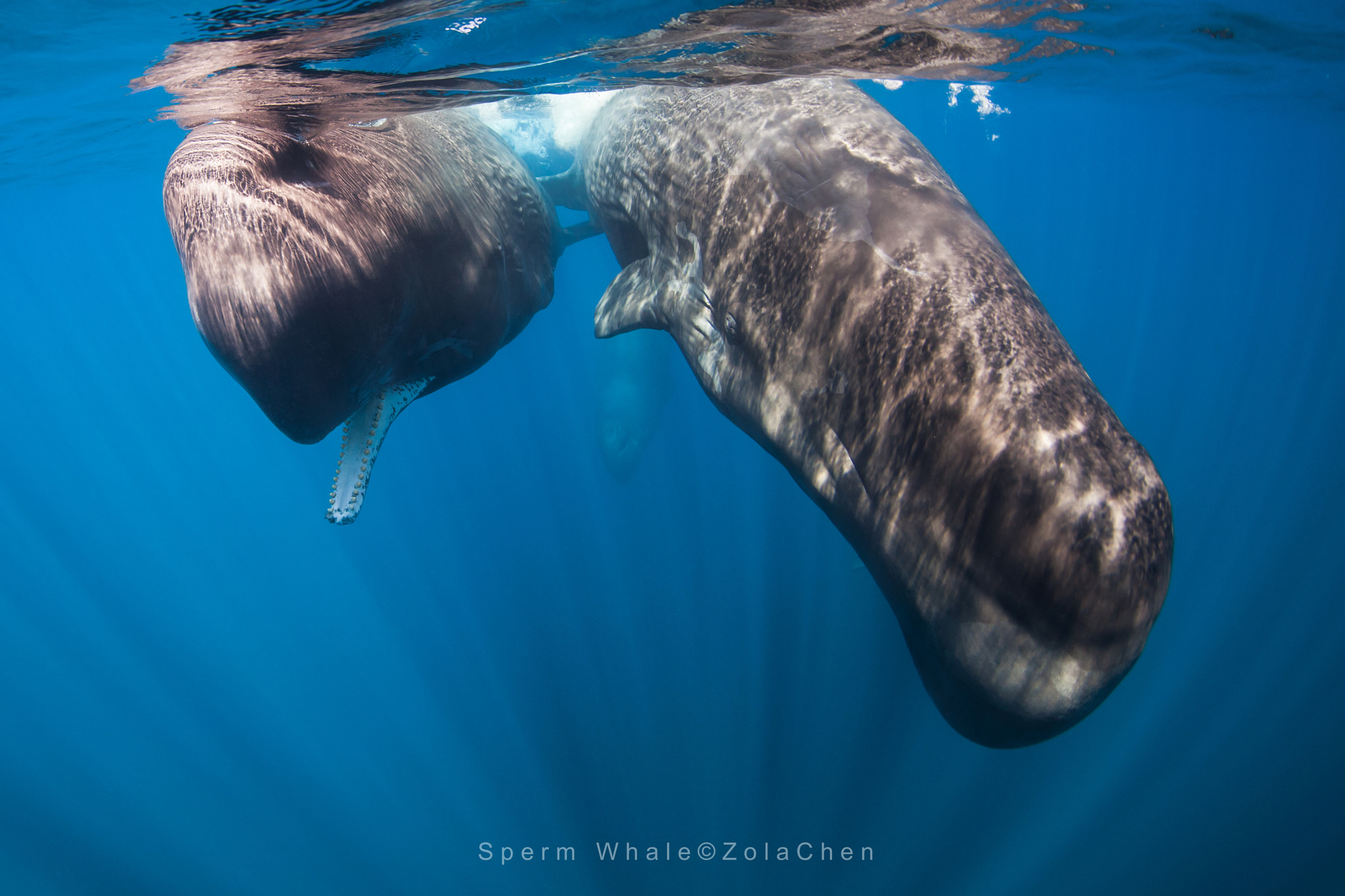 Canon EF 8-15mm F4L Fisheye USM sample photo. Sperm whale photography