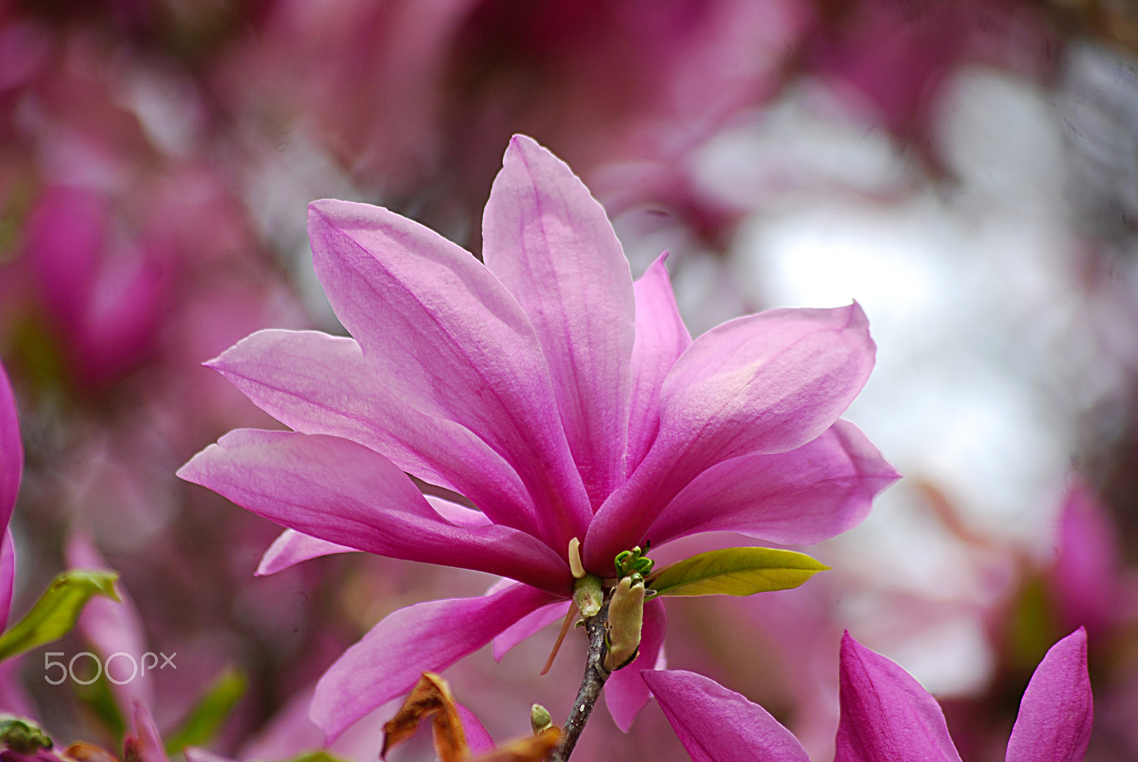 Sigma 70-300mm F4-5.6 APO DG Macro sample photo. Saucer magnolia 20160327_64 photography