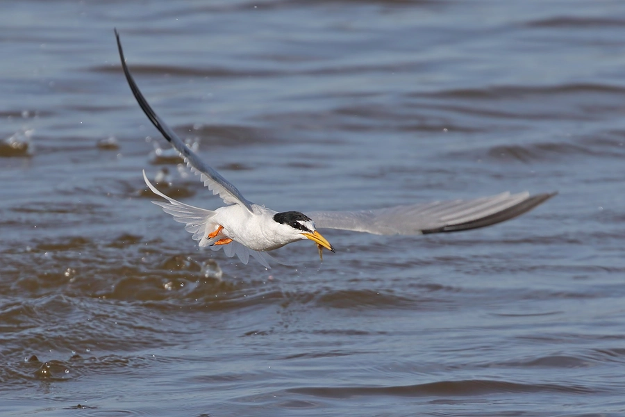 Canon EF 100-400mm F4.5-5.6L IS II USM sample photo. Little tern photography