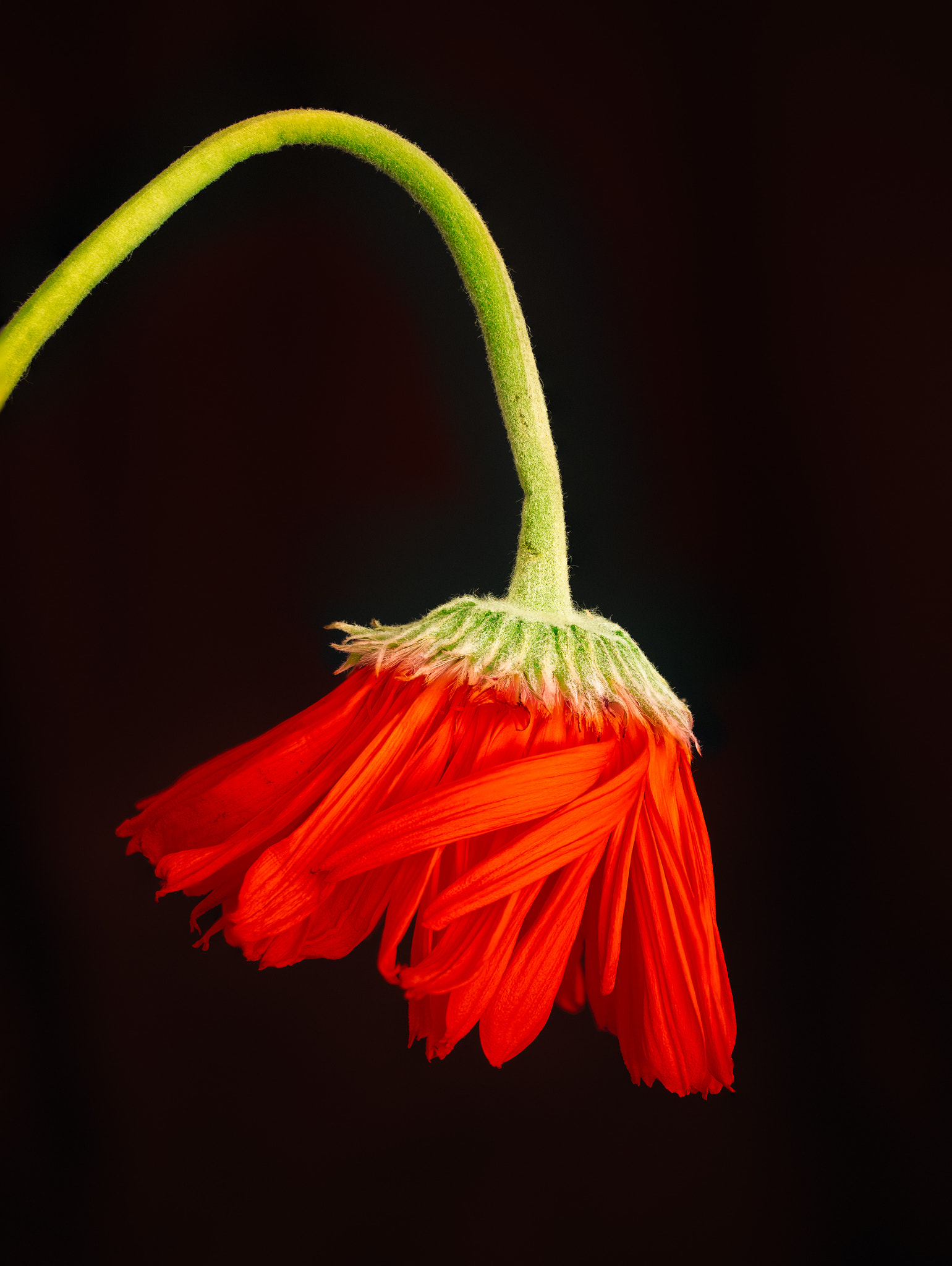 Panasonic Leica DG Macro-Elmarit 45mm F2.8 ASPH OIS sample photo. Falling photography