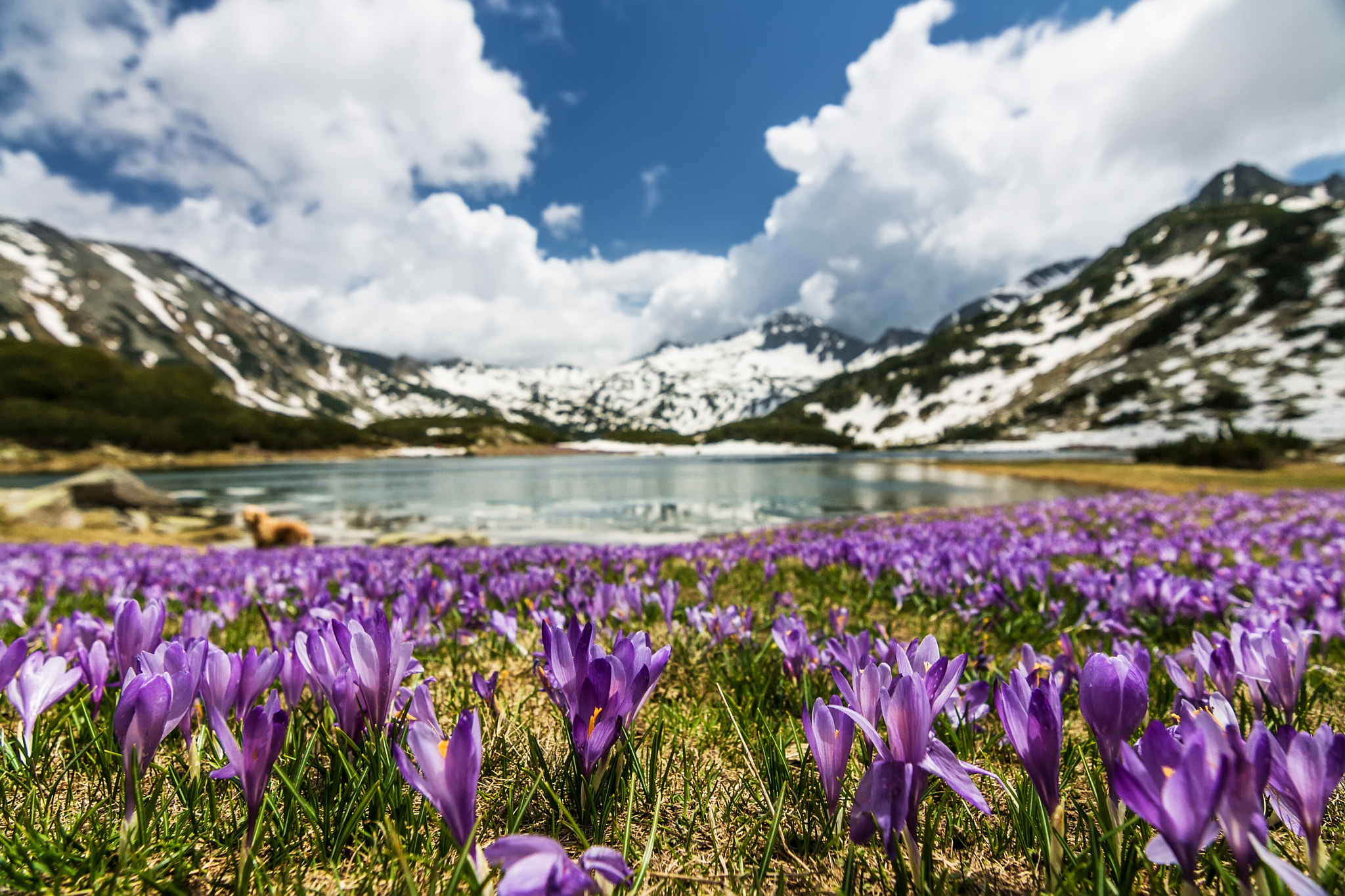 Canon EOS 400D (EOS Digital Rebel XTi / EOS Kiss Digital X) sample photo. Crocus time in pirin photography