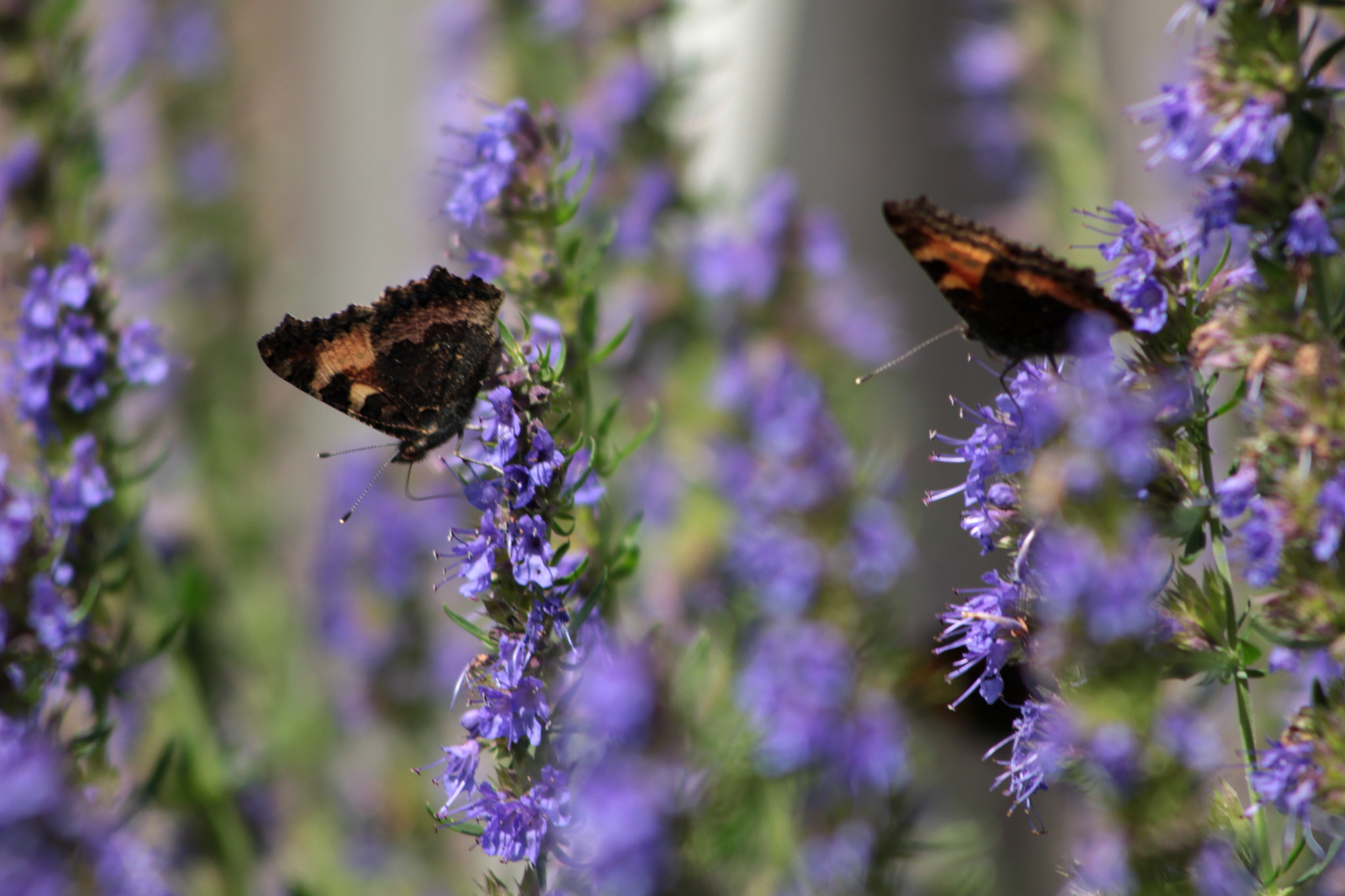 Canon EF 55-200mm F4.5-5.6 II USM sample photo. Butterfly photography