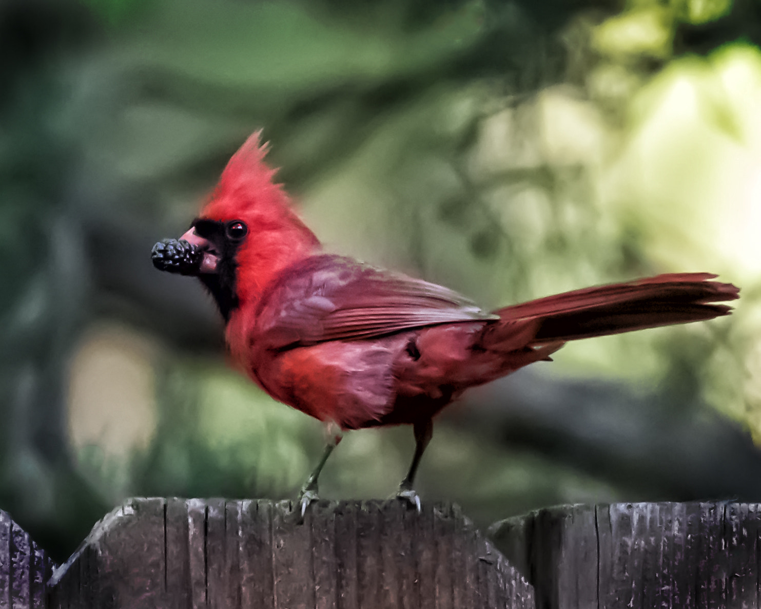 Canon EOS-1D X Mark II + Canon EF 100-400mm F4.5-5.6L IS II USM sample photo. A "berry" nice cardinal photography