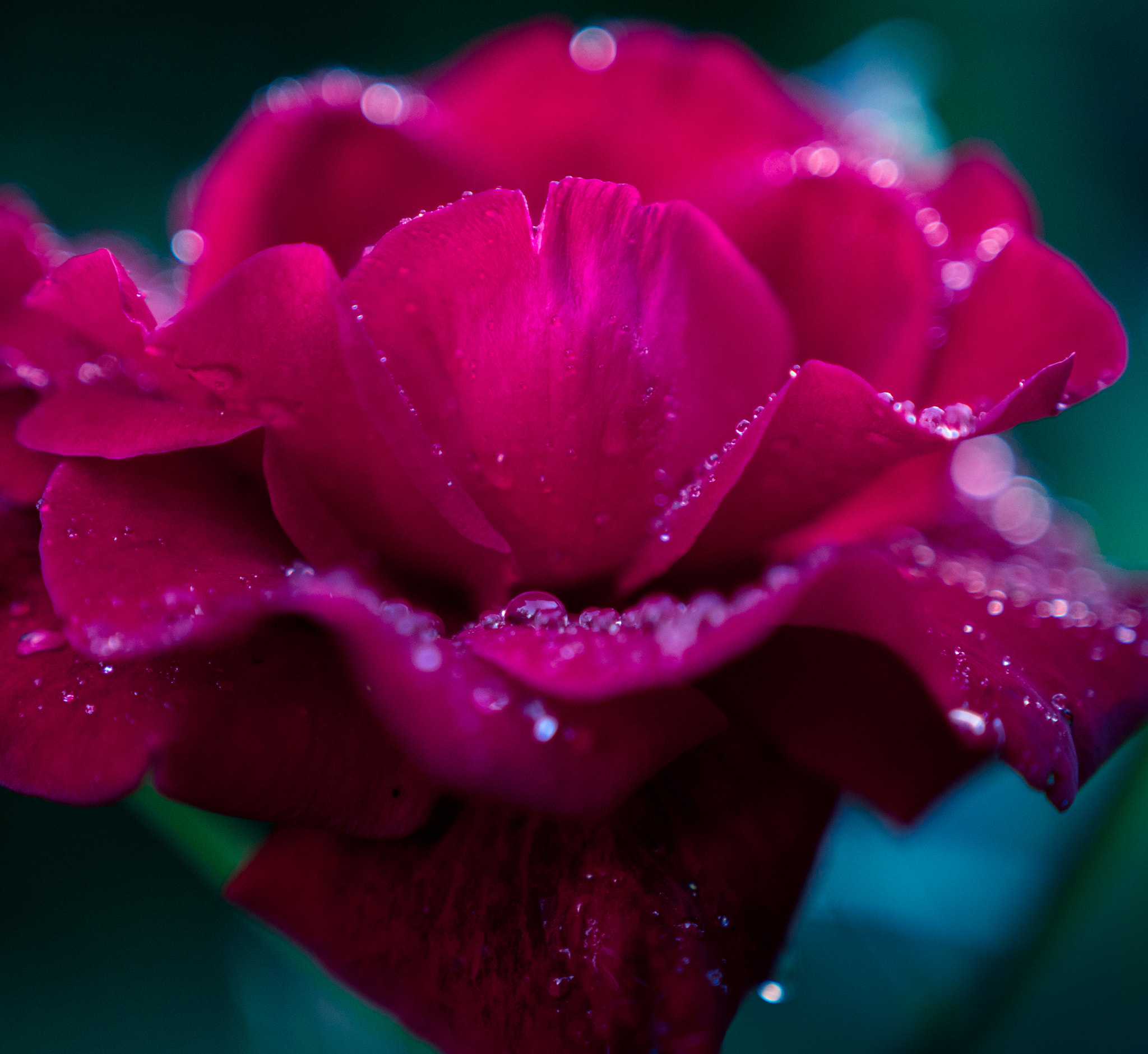 Sony a6300 + 18-35mm F1.8 DC HSM | Art 013 sample photo. Rain drops photography