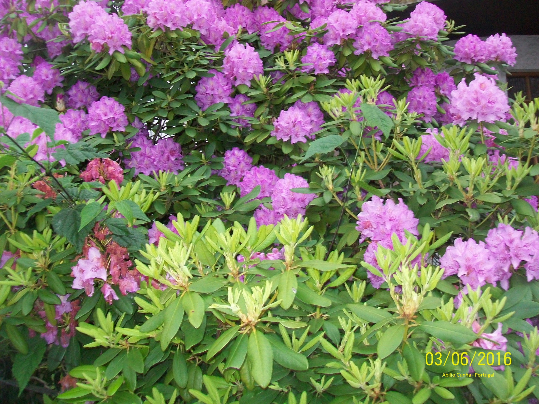 Kodak EasyShare C913 sample photo. Flores no douro litoral porto portugal photography