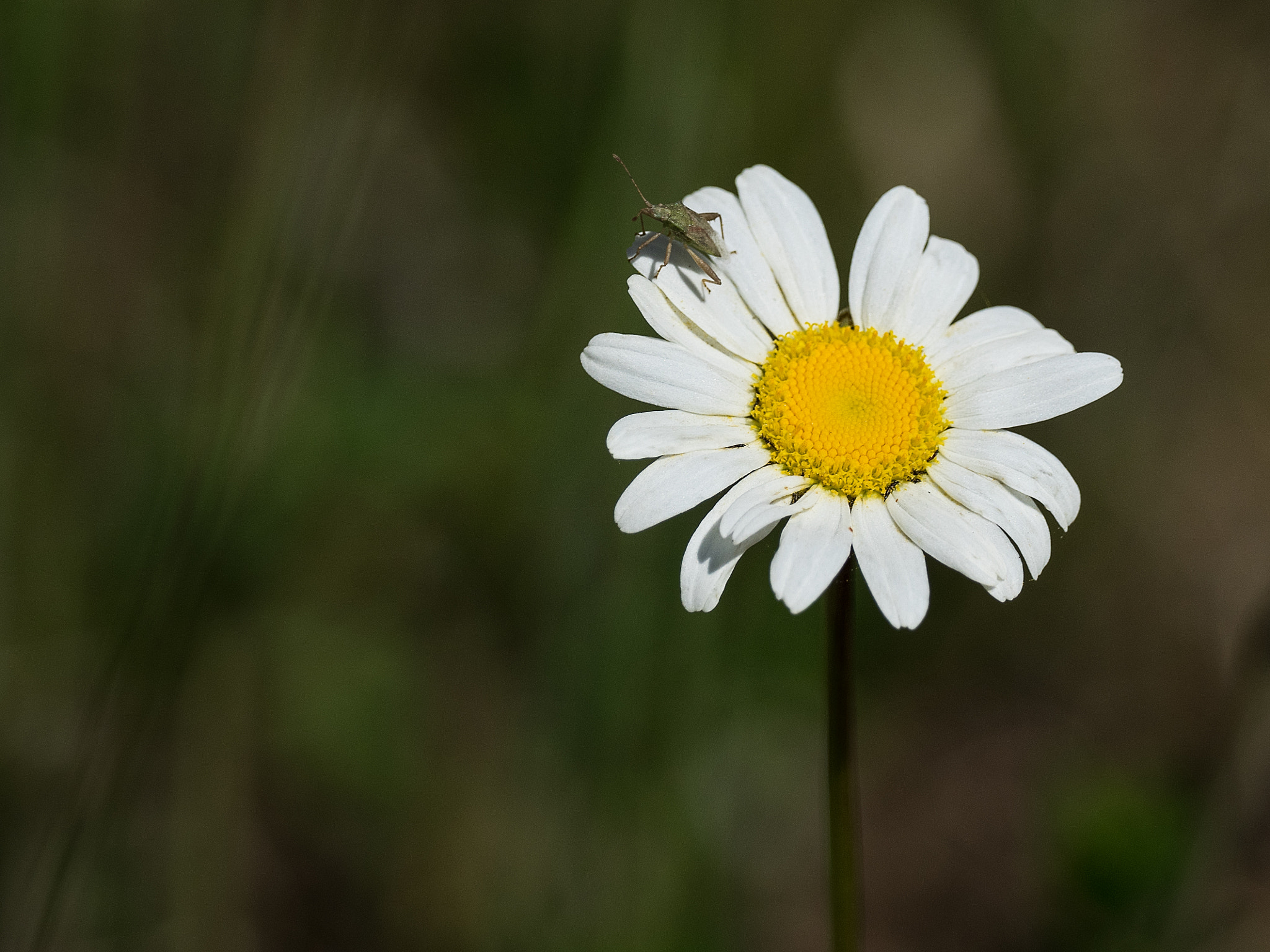 Olympus OM-D E-M1 + M.300mm F4.0 + MC-14 sample photo. Flower photography