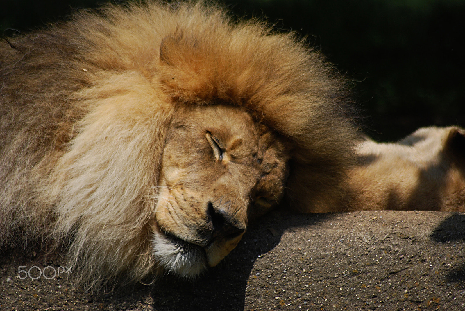 Sigma 70-300mm F4-5.6 APO DG Macro sample photo. African lion 20160529_127 photography