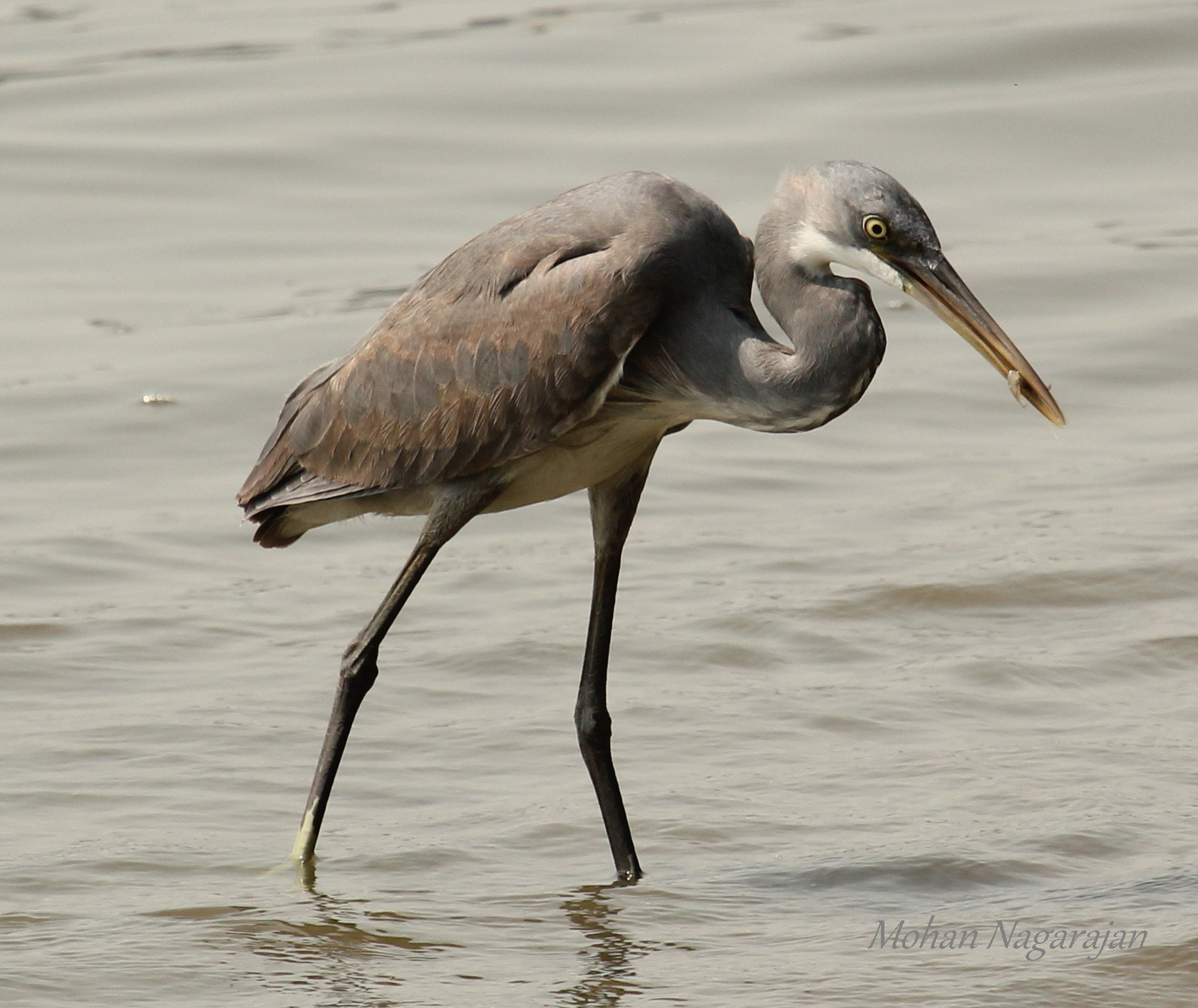 Canon EOS 550D (EOS Rebel T2i / EOS Kiss X4) + Canon EF 100-400mm F4.5-5.6L IS USM sample photo. Western reef egret photography