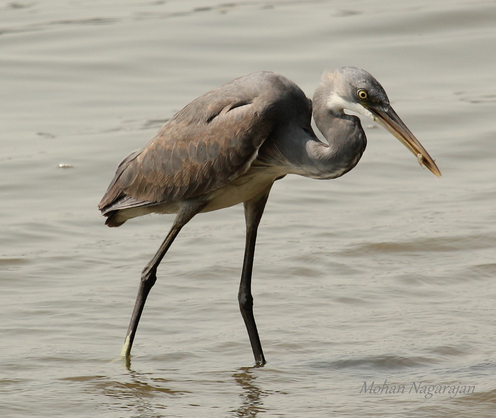 Canon EF 100-400mm F4.5-5.6L IS USM sample photo. Western reef egret photography