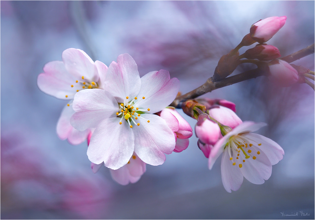 Olympus PEN E-PL7 sample photo. Spring photography