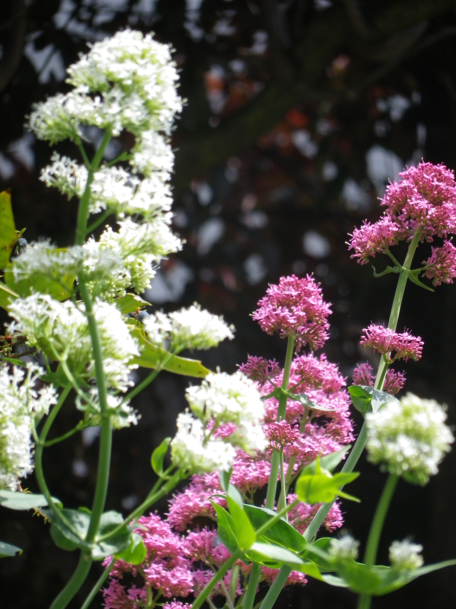 Pentax Optio RZ18 sample photo. Fleurs sauvage sur mon mur photography