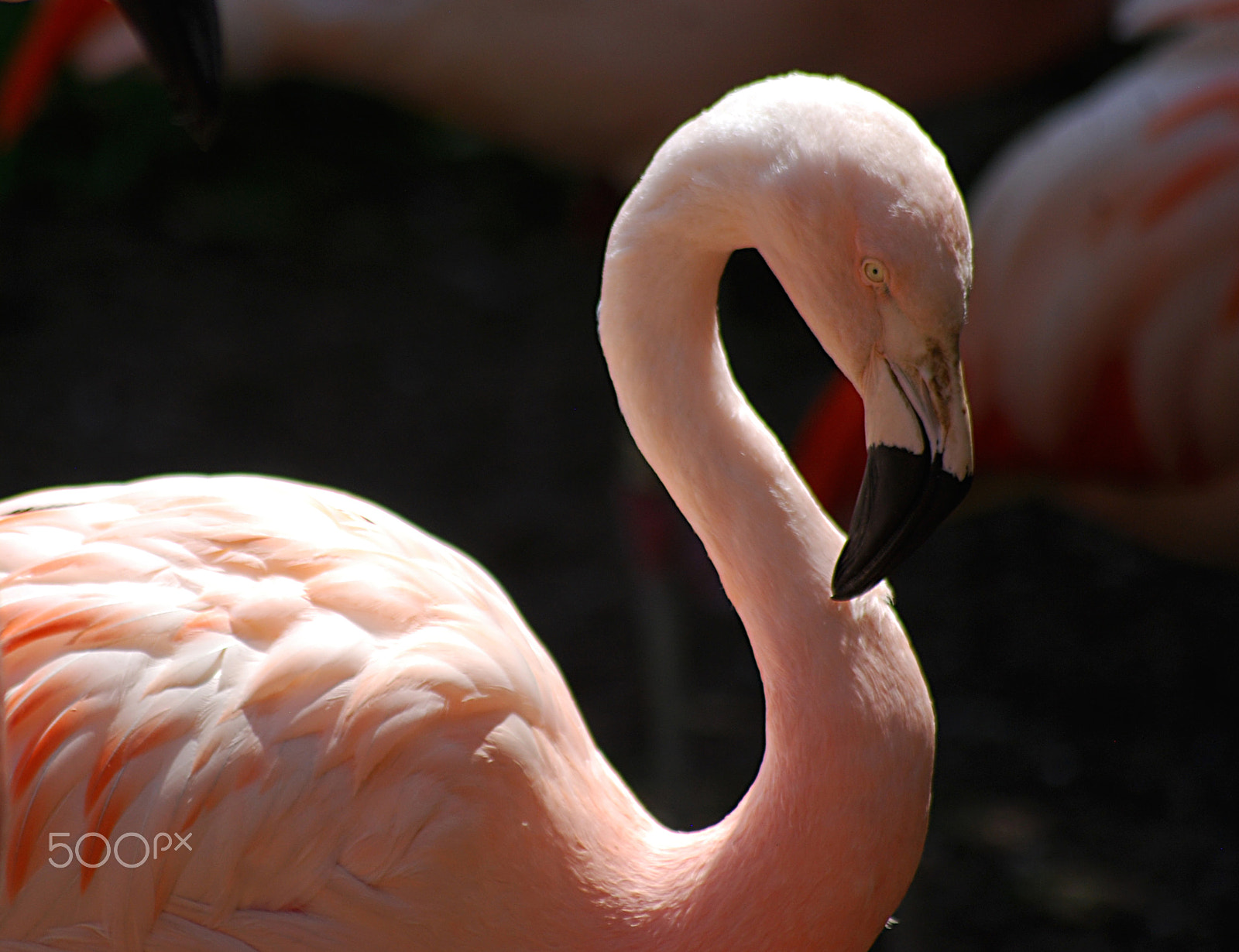 Nikon D40X + Sigma 70-300mm F4-5.6 APO DG Macro sample photo. Pink flamingo 20160529_40 photography