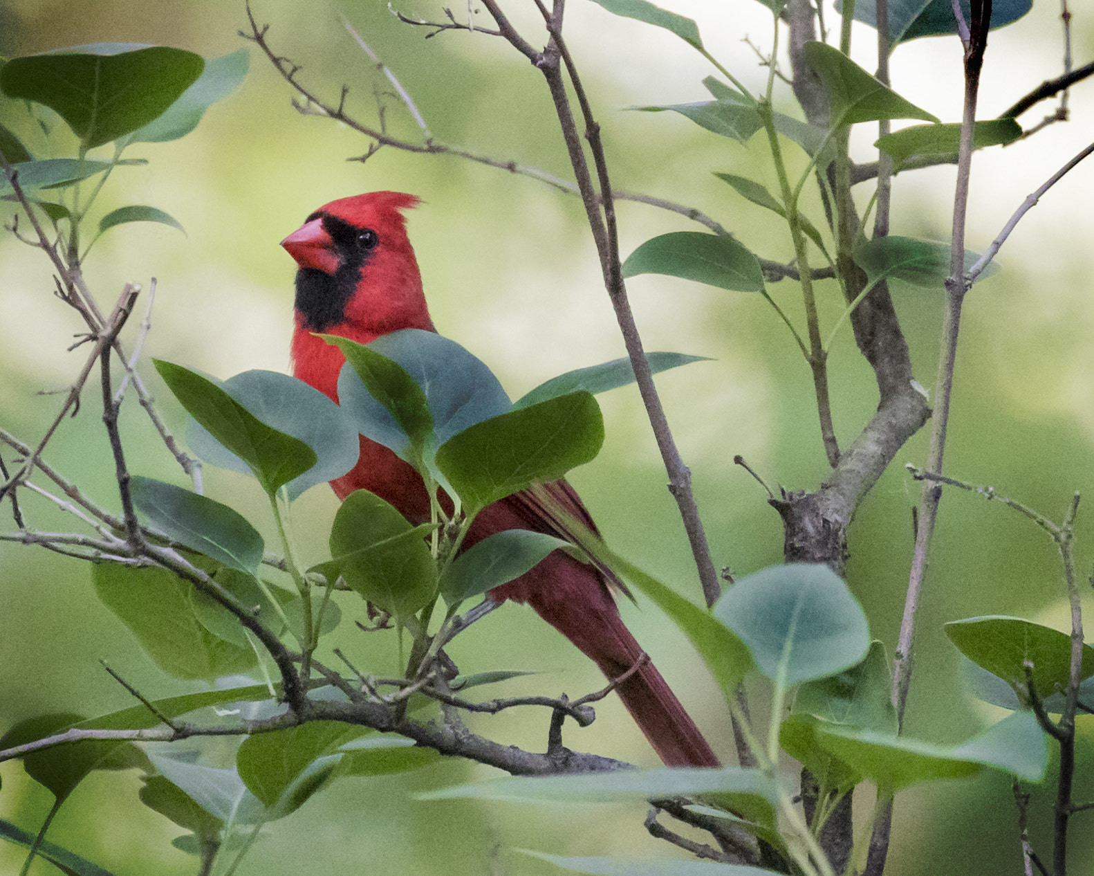 Canon EOS-1D X Mark II + Canon EF 100-400mm F4.5-5.6L IS II USM sample photo. Cardinal in a tree photography