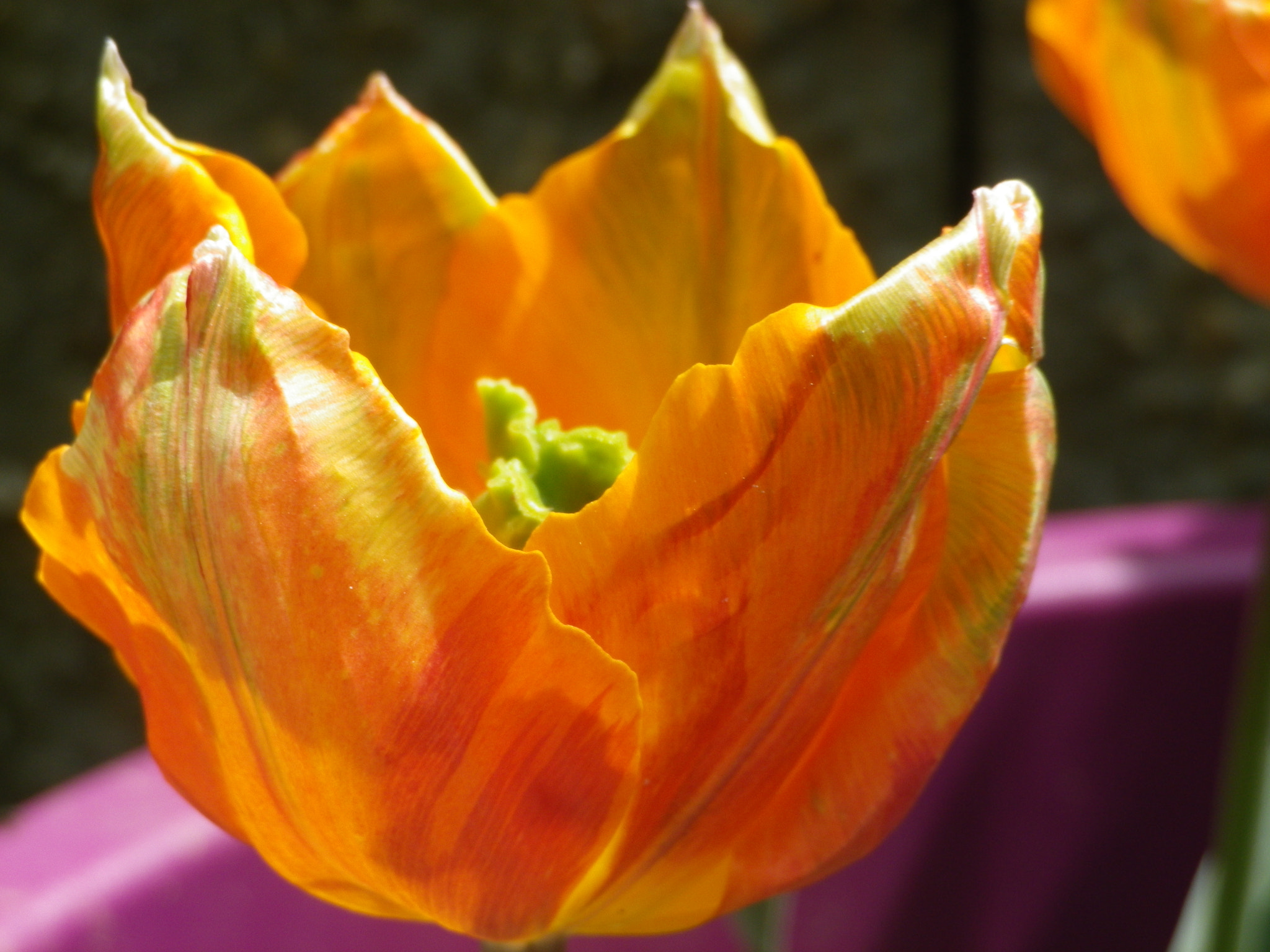 Pentax Optio RZ18 sample photo. Tulipe photography