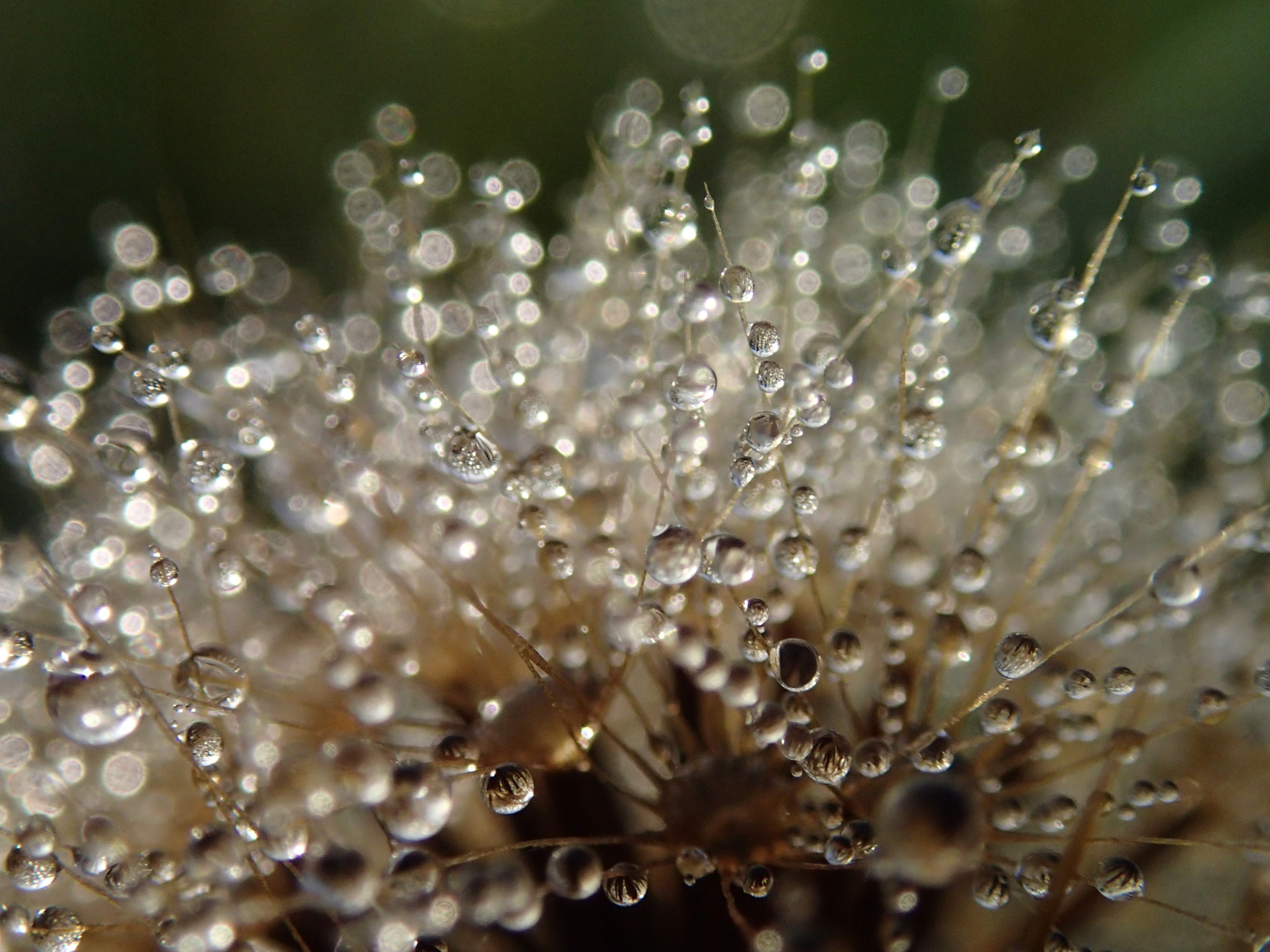 Olympus TG-1 sample photo. Beautiful micro world photography