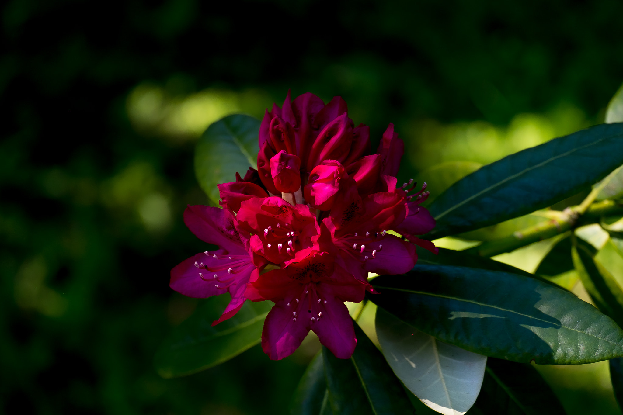 Fujifilm X-E1 + Fujifilm XC 50-230mm F4.5-6.7 OIS sample photo. Dscf4423.jpg photography