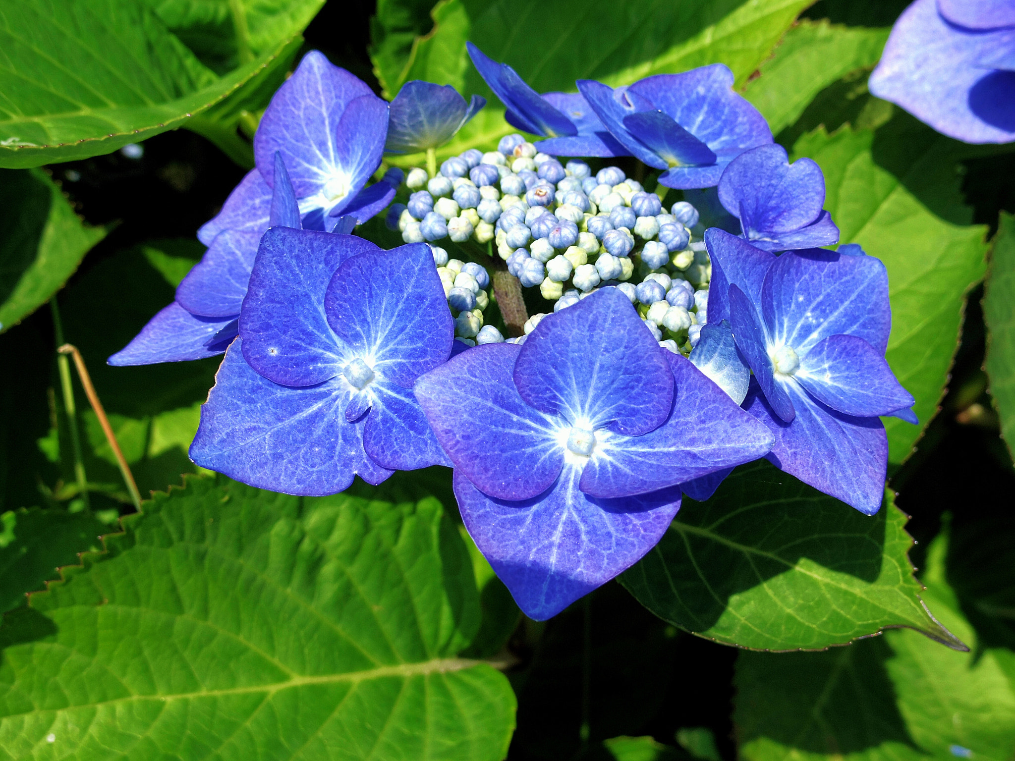 Pentax Q sample photo. Lace cap hydrangea flower. this deep blue is most unusual. photography