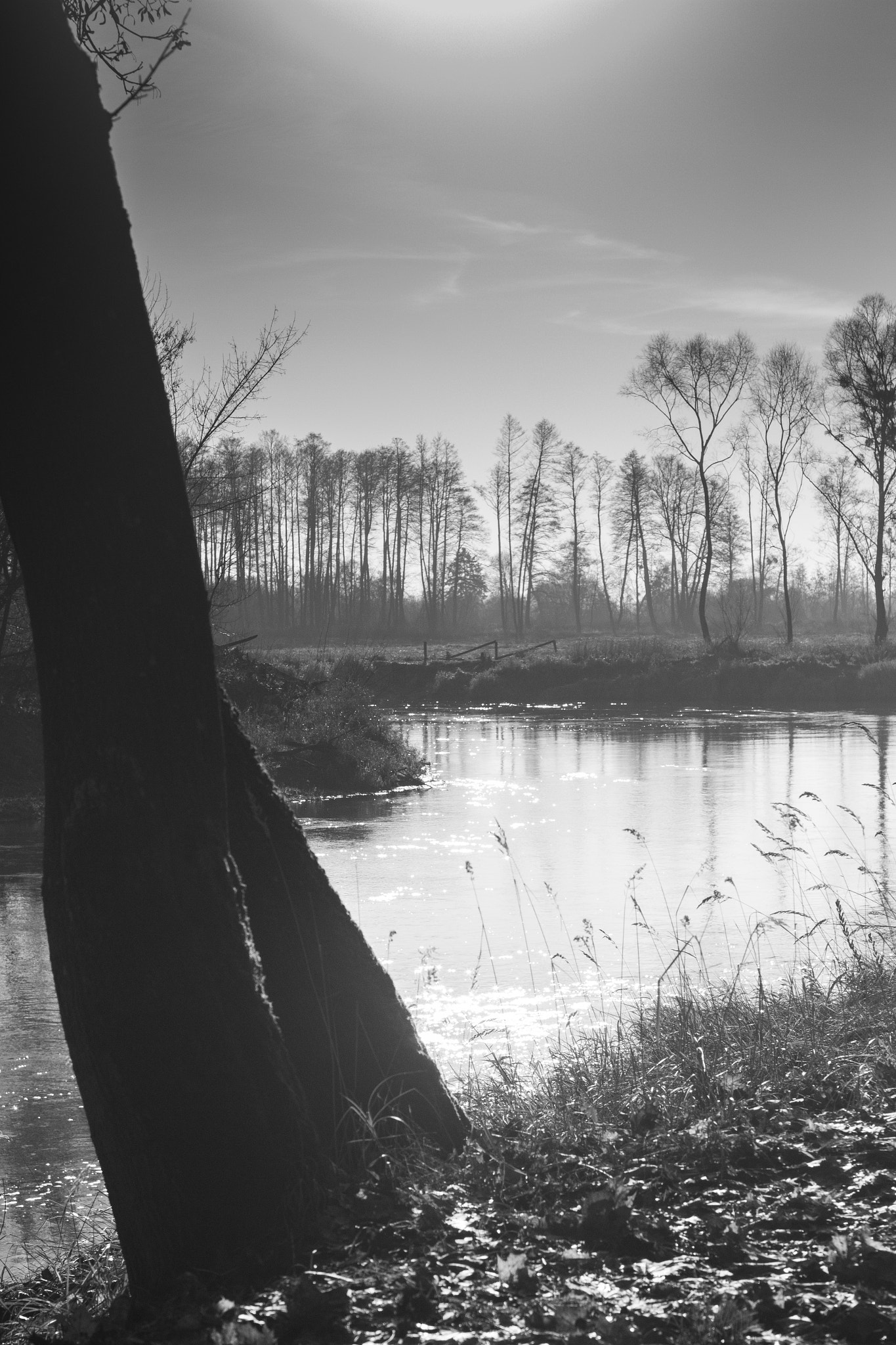 Canon EOS 700D (EOS Rebel T5i / EOS Kiss X7i) + Canon EF 50mm F1.4 USM sample photo. On the river bug photography