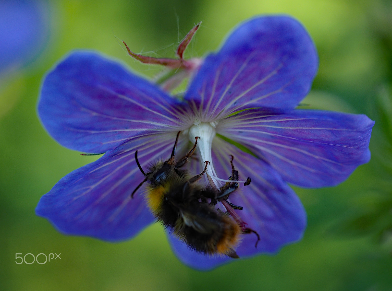 Panasonic Leica DG Macro-Elmarit 45mm F2.8 ASPH OIS sample photo. Guzzling bumblebee photography