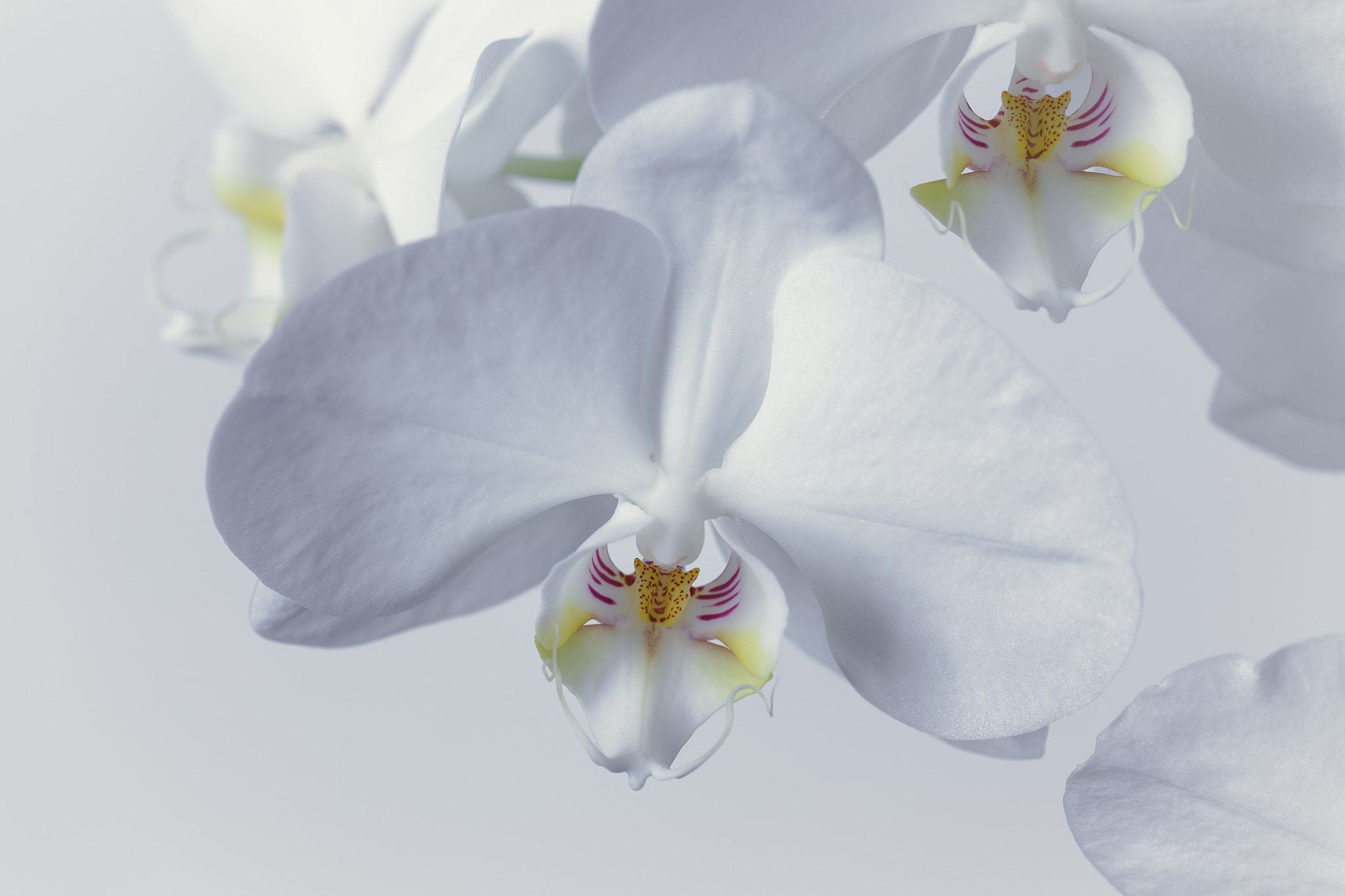 Sigma APO Macro 150mm f/2.8 EX DG HSM sample photo. Orchid photography