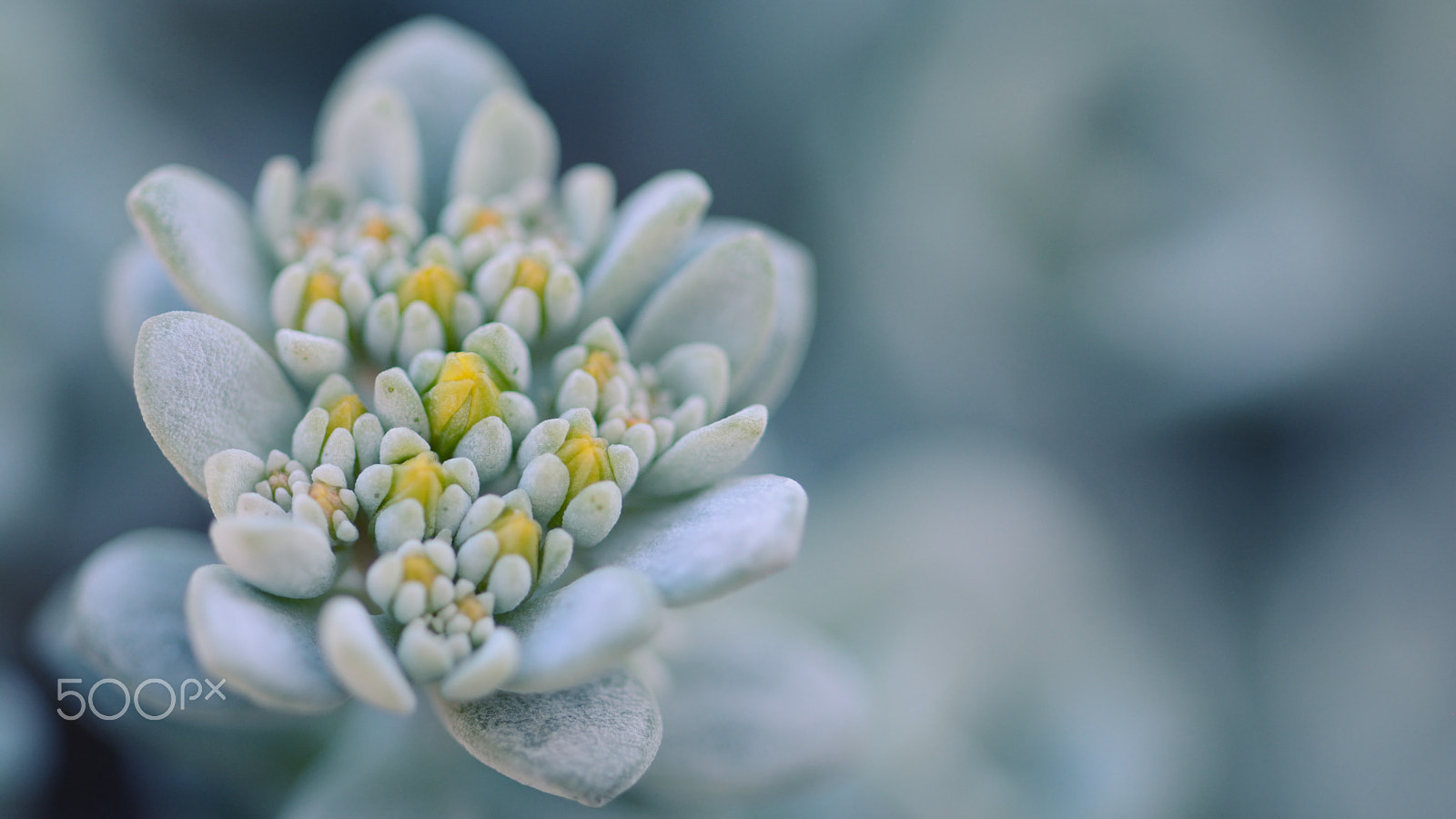 Nikon D7100 + Nikon AF Micro-Nikkor 200mm F4D ED-IF sample photo. Cape blanco photography