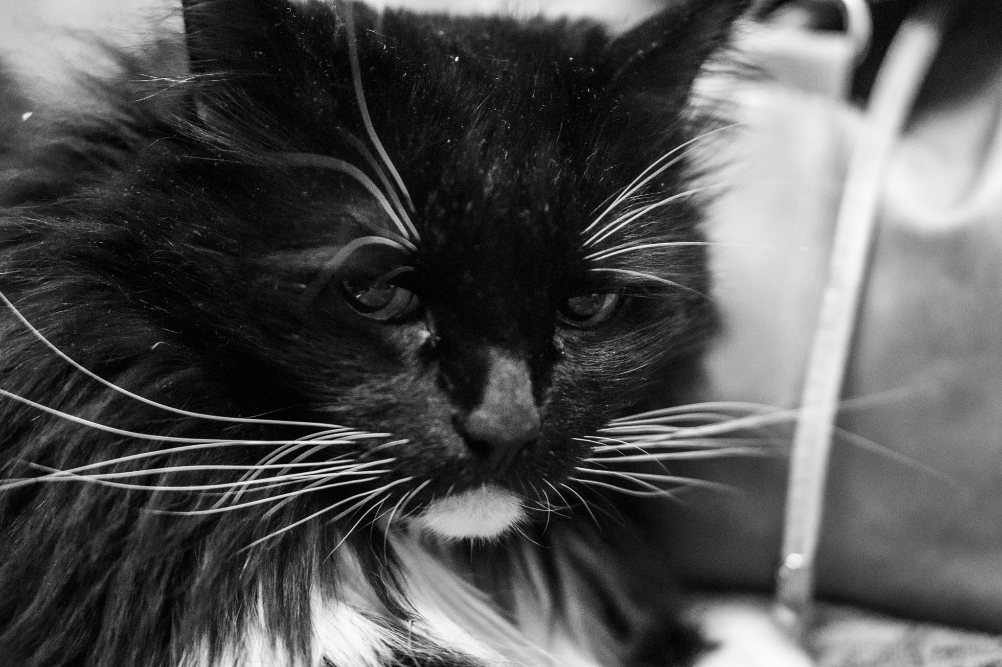 Sony Alpha a5000 (ILCE 5000) + E 50mm F1.8 OSS sample photo. King of sadness photography
