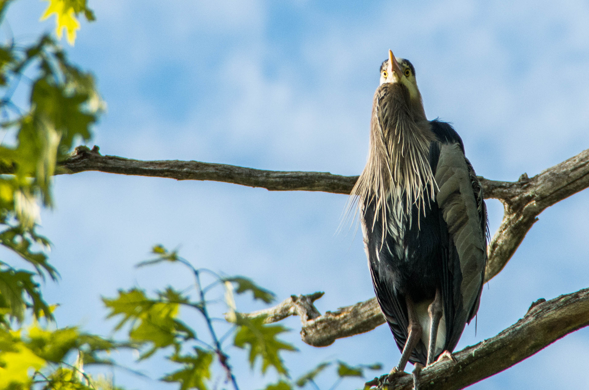 Tamron AF 18-200mm F3.5-6.3 XR Di II LD Aspherical (IF) Macro sample photo. Great blue heron staredown photography